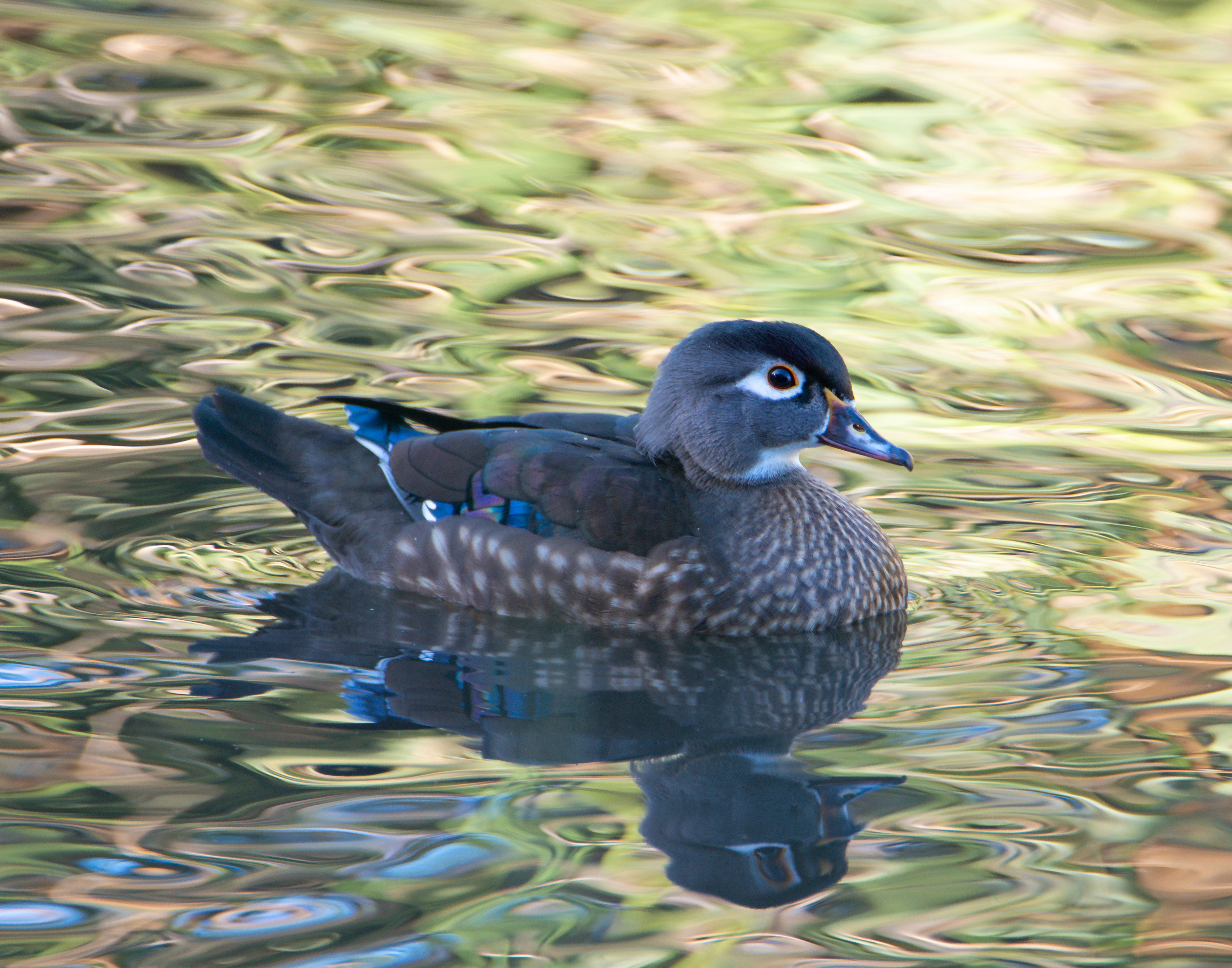 Female Wood Duck