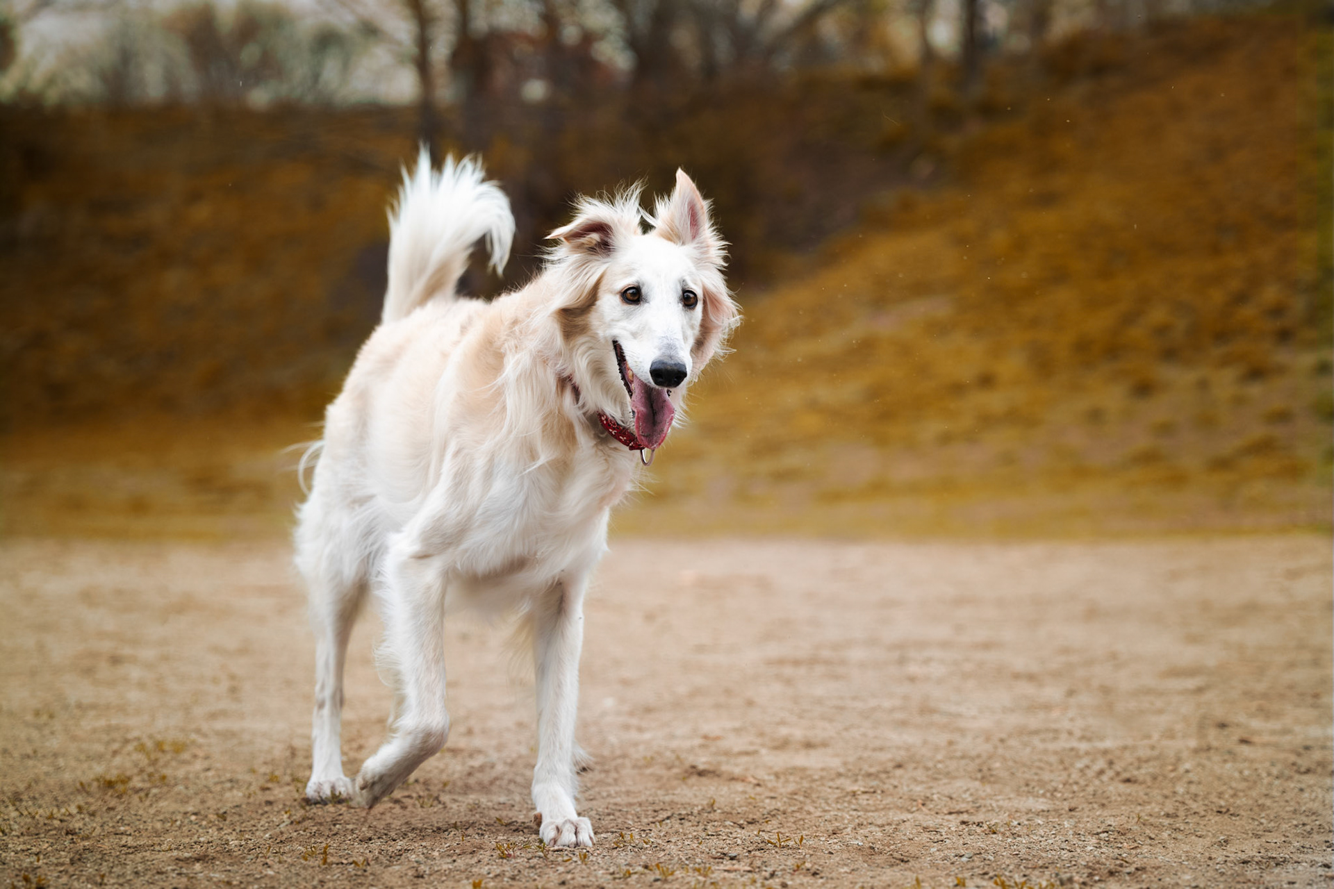 Fine Art Dog Portrait