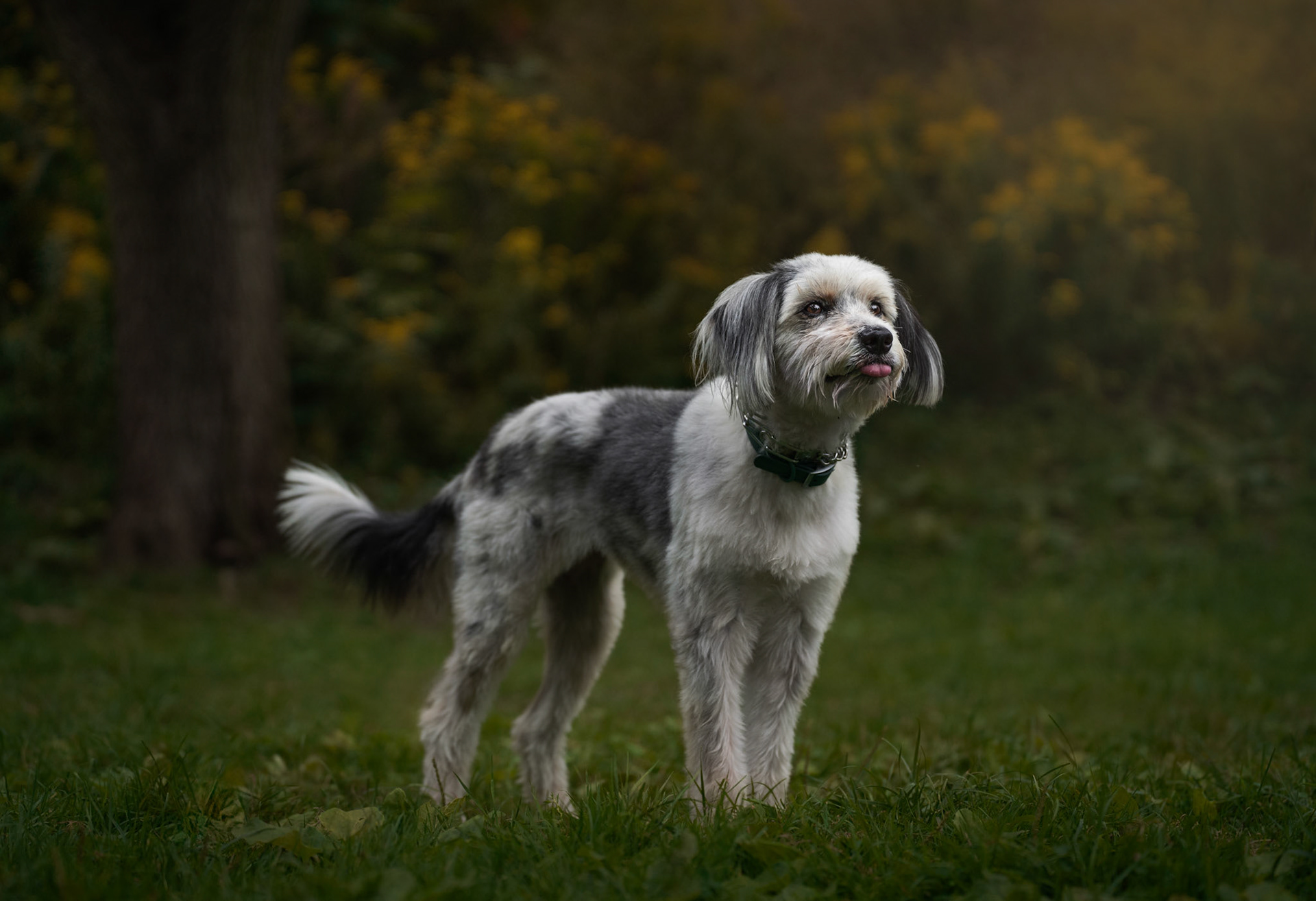 Fine Art Dog Portrait