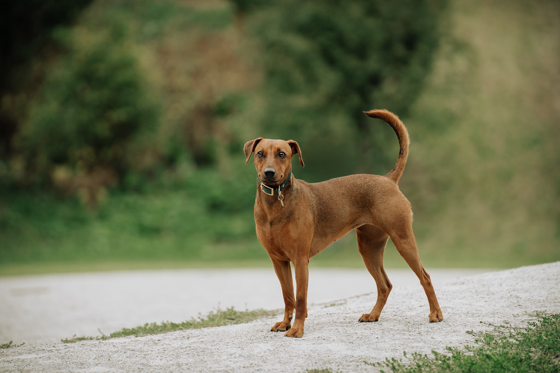 Fine Art Dog Portrait