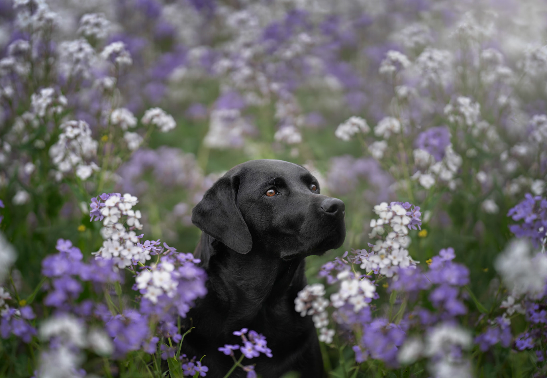 Fine Art Dog Portrait