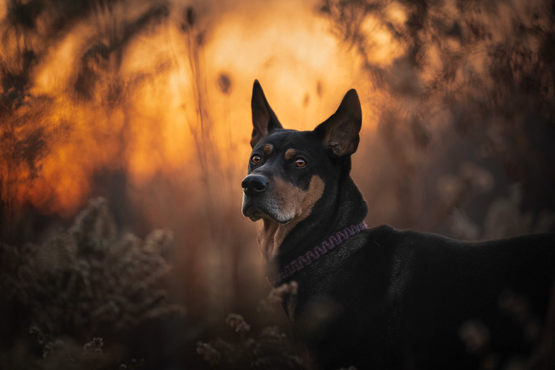 Fine Art Dog Portrait
