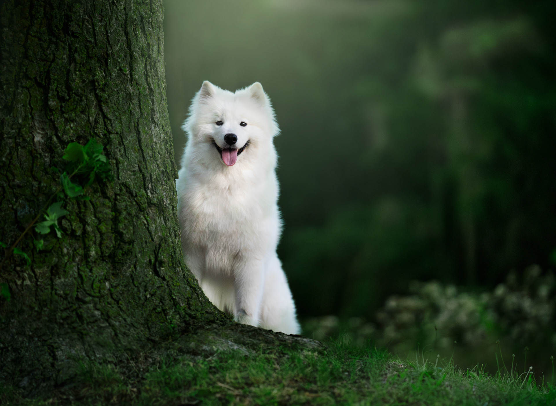 Fine Art Dog Portrait