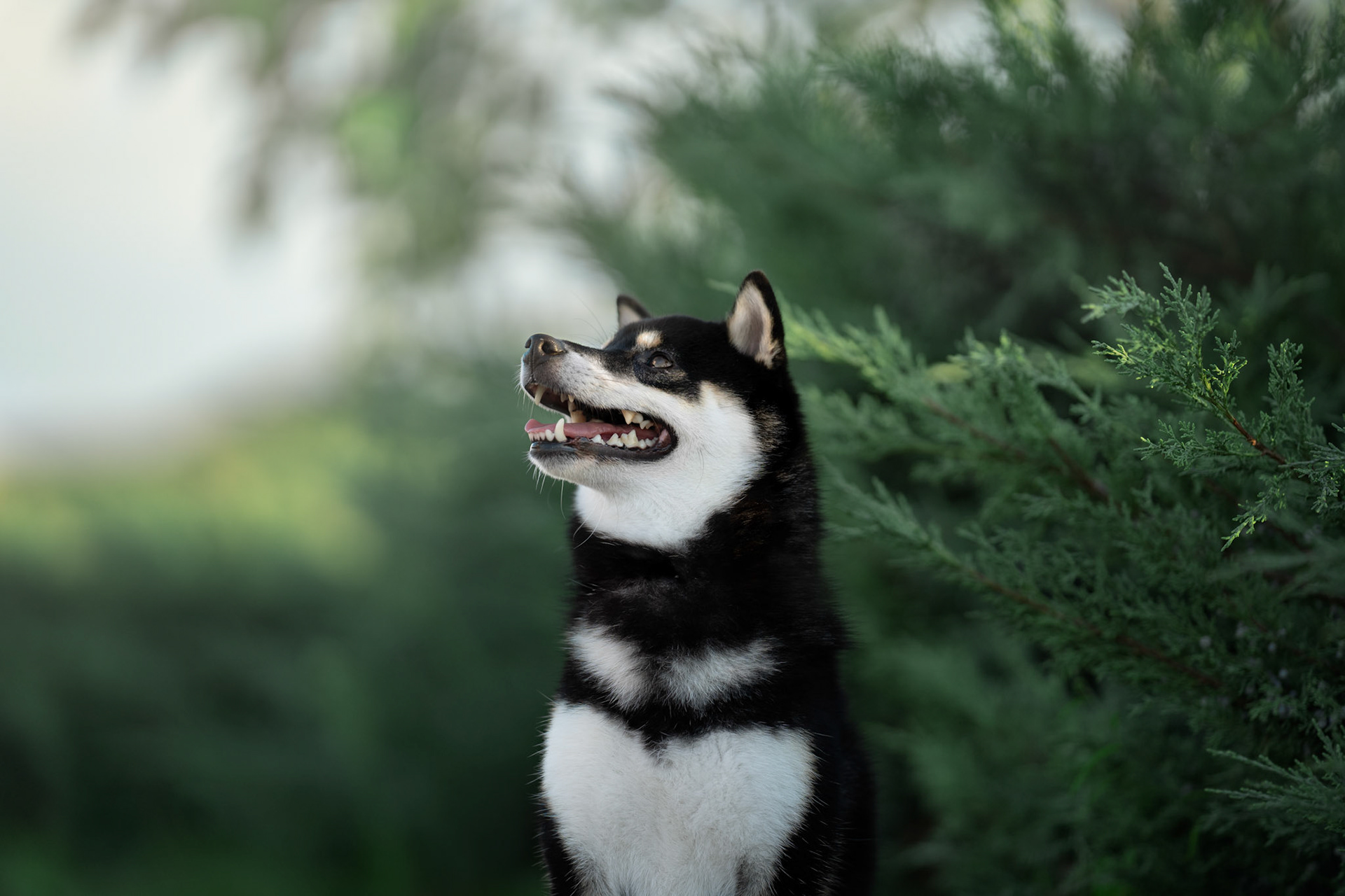 Fine Art Dog Portrait