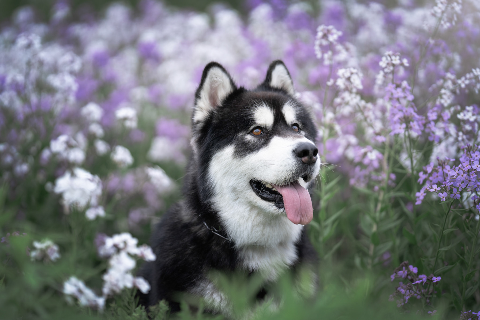 Fine Art Dog Portrait