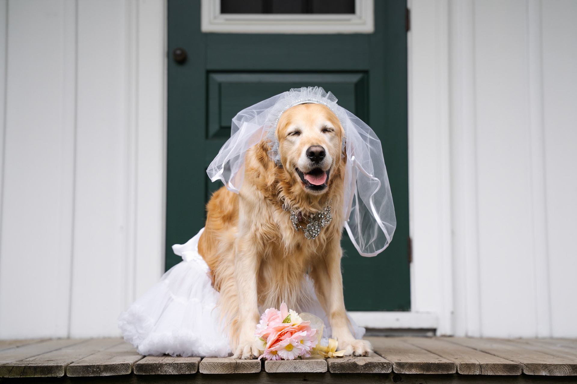 Toronto Dog Friendly Wedding Session