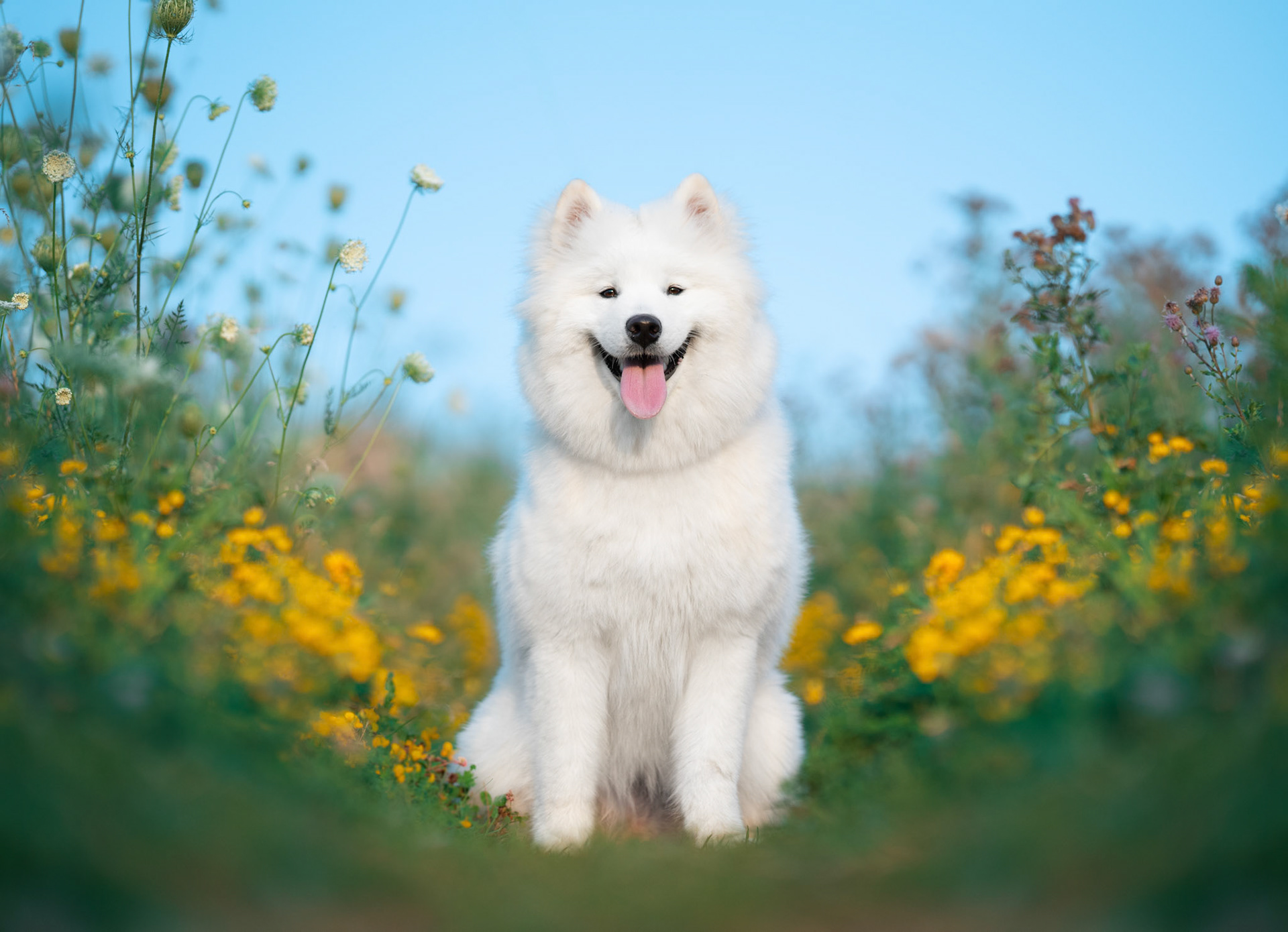 Dog Friendly Photo Session