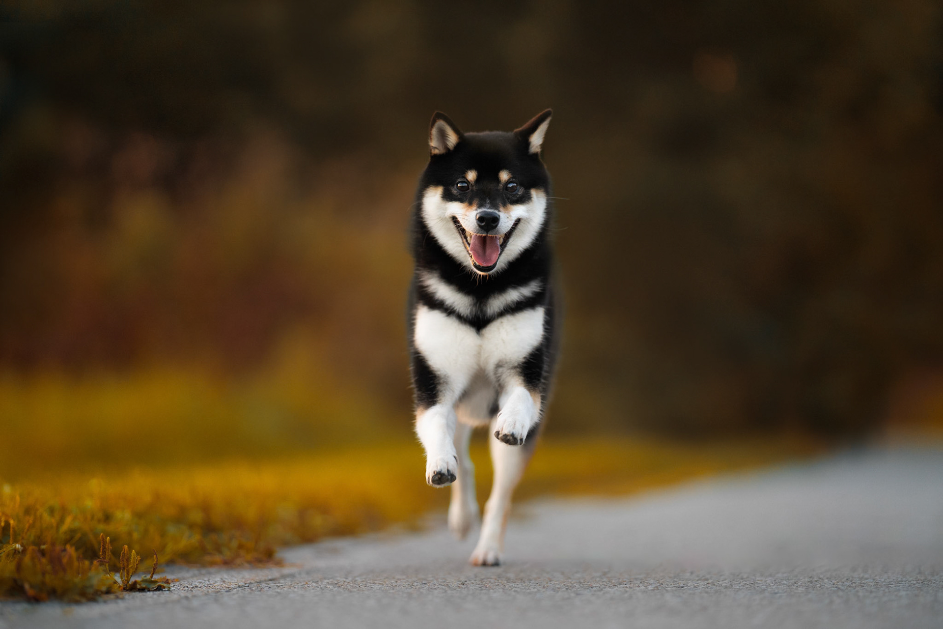 Fine Art Dog Portrait