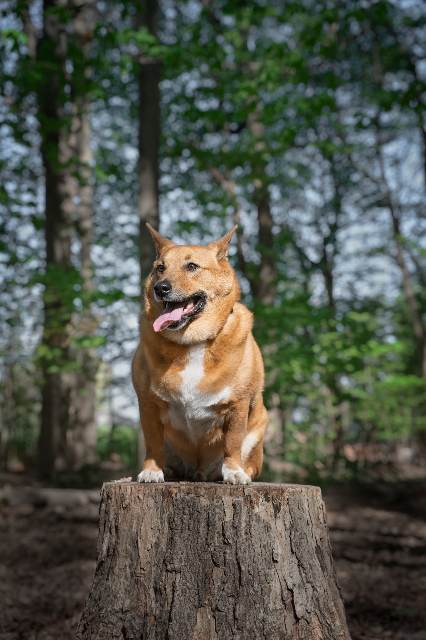 Fine Art Dog Portrait