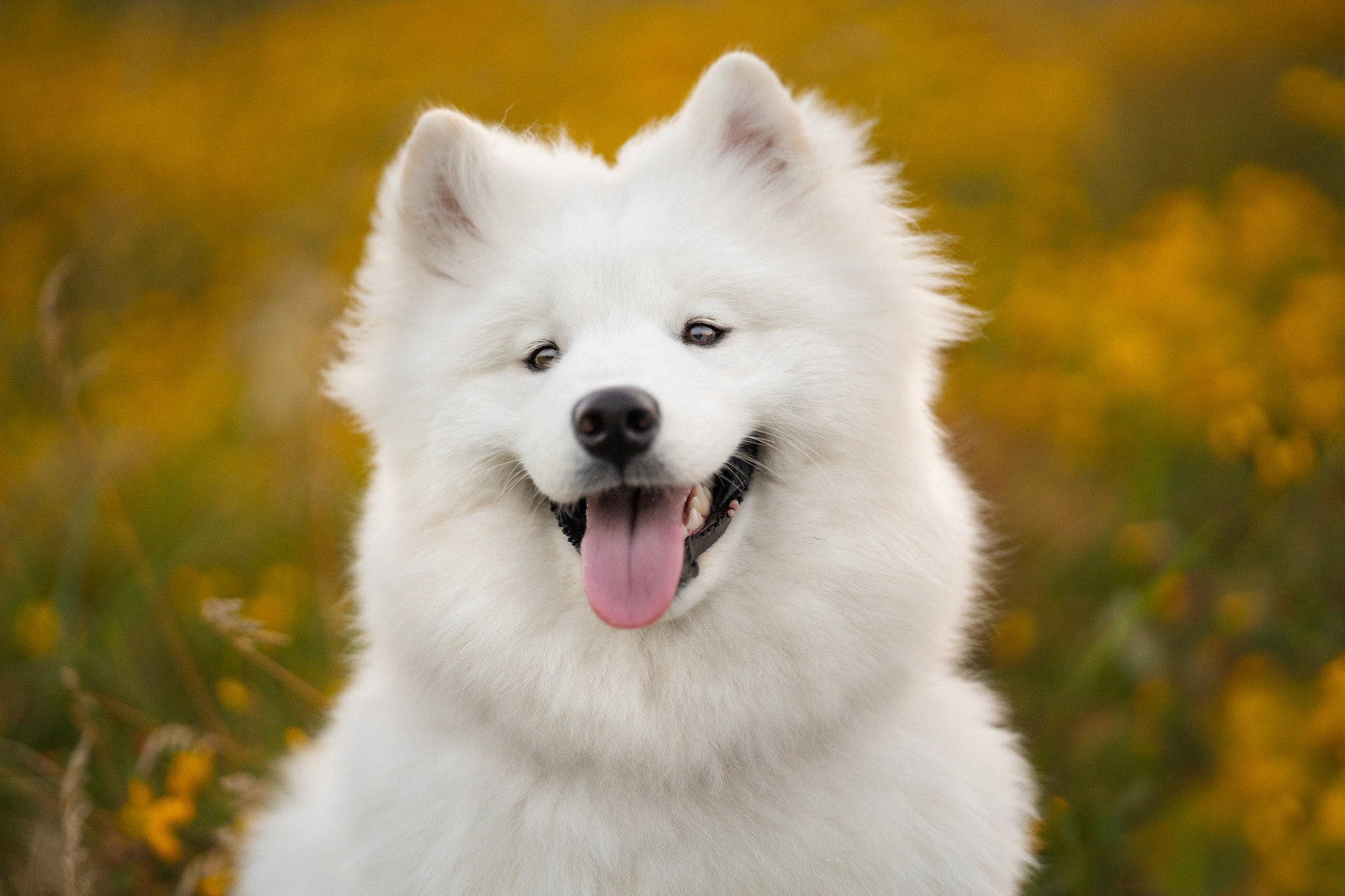 Fine Art Dog Portrait