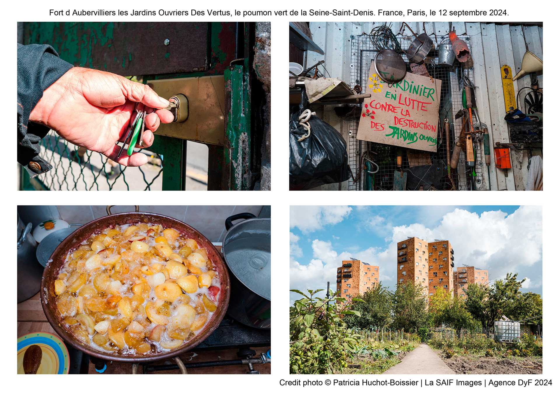 Aubervilliers les Jardins Ouvriers Des Vertus, le poumon vert de la Seine-Saint-Denis. France, Paris, le 12 septembre 2024.jpg