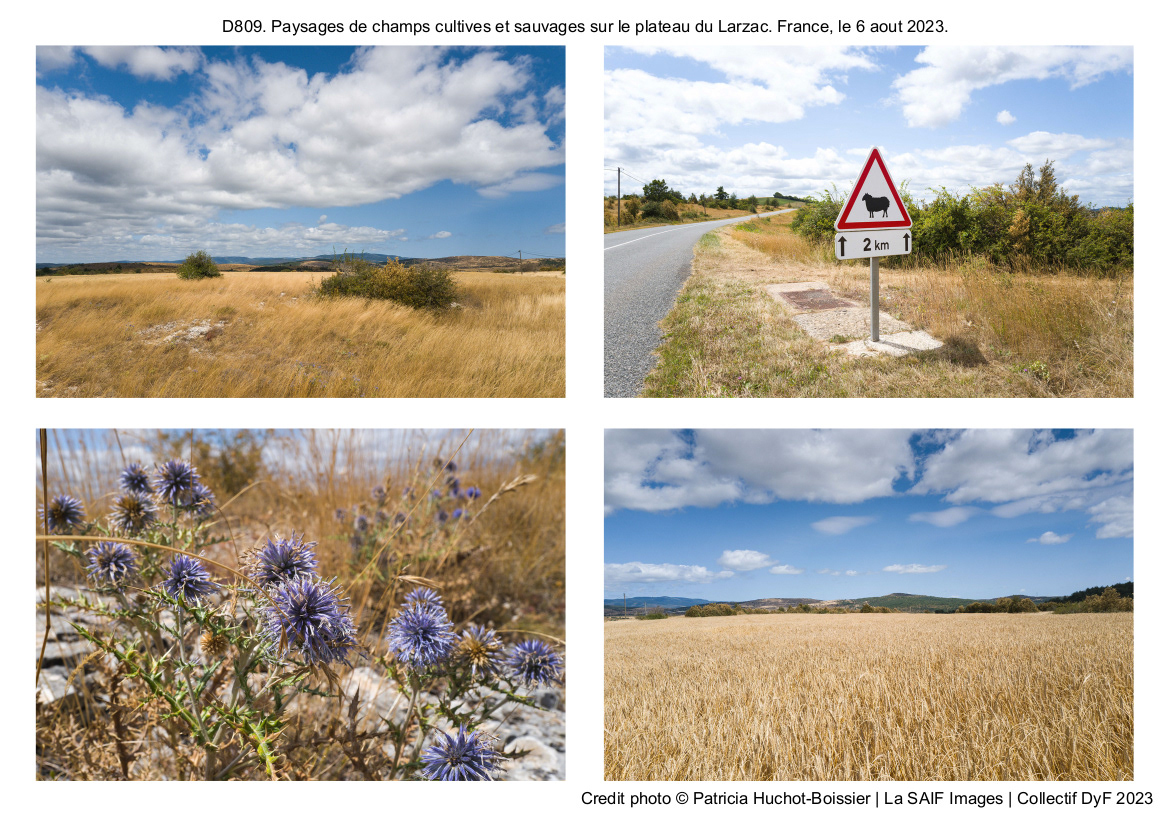 D809. Paysages de champs cultives et sauvages sur le plateau du Larzac. France, le 6 aout 2023