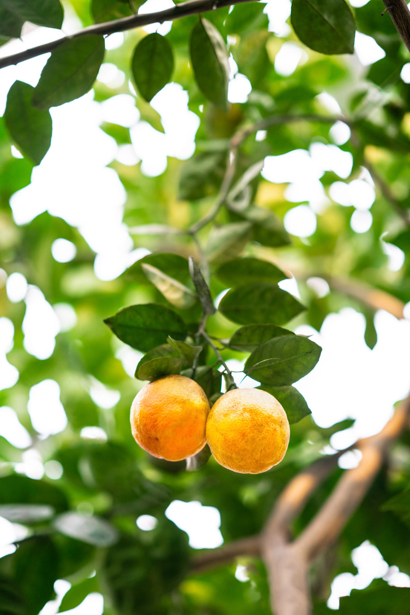 Photo(s) by Grace Pisula - www.goldpointstudio.com