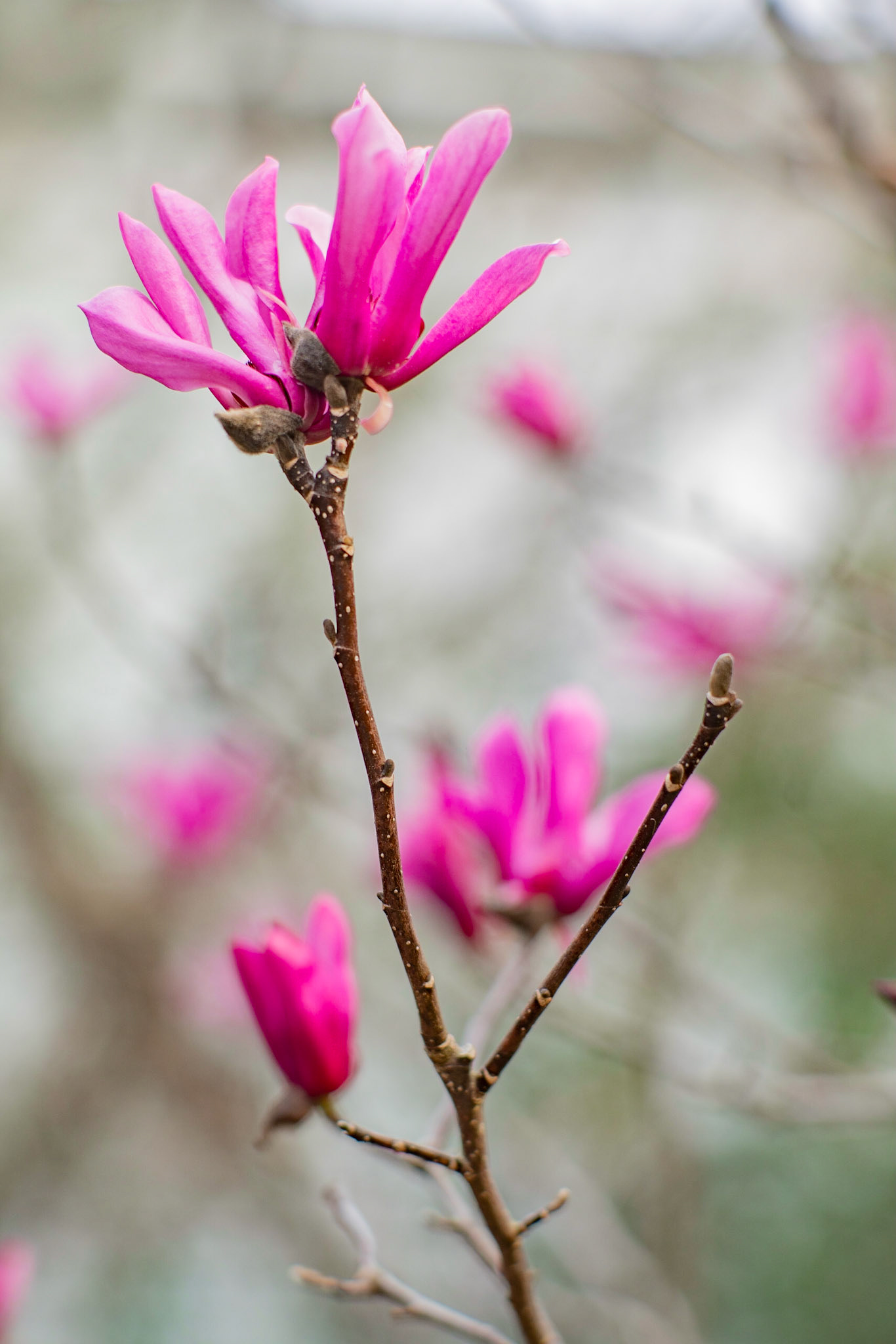 Photo(s) by Grace Pisula - www.goldpointstudio.com