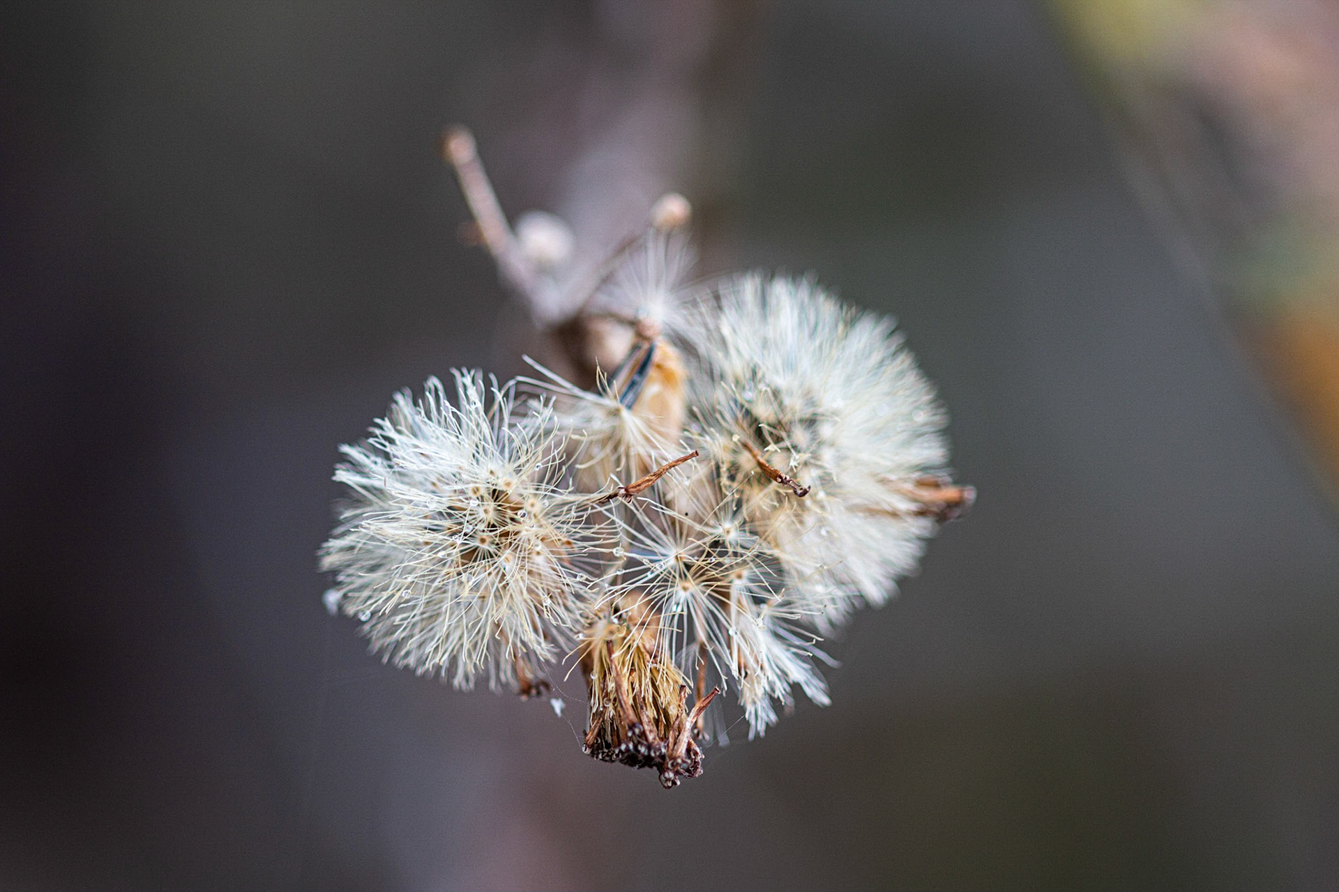 tão leve que o vento leve 