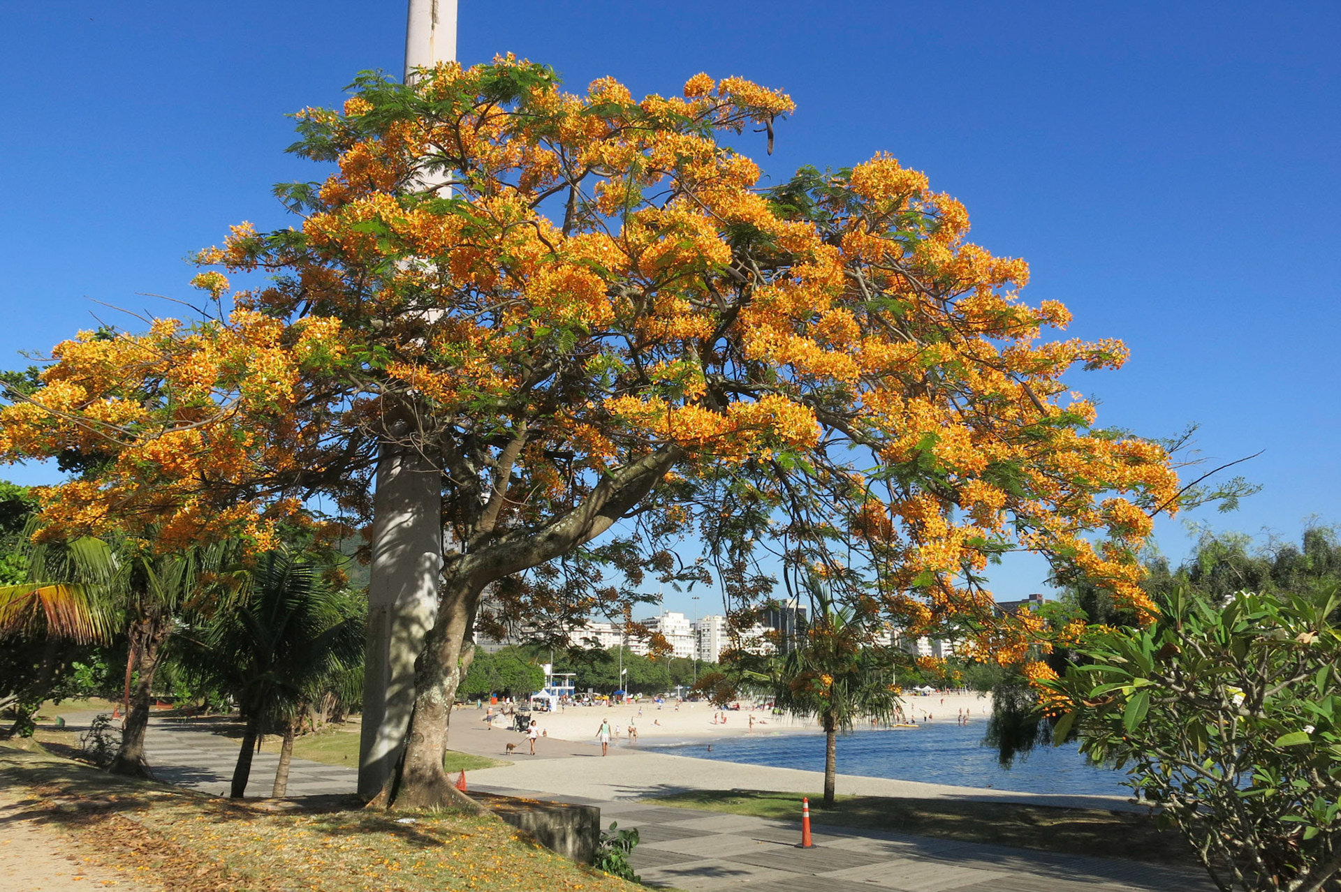 te espanto em amarelo 