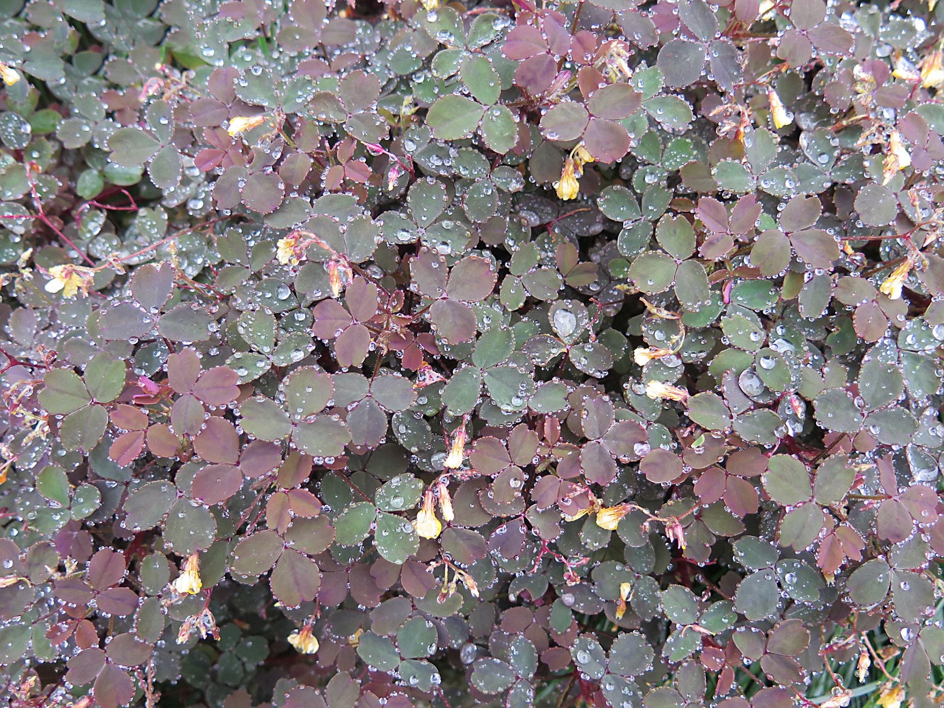 sou um tesouro inteiro