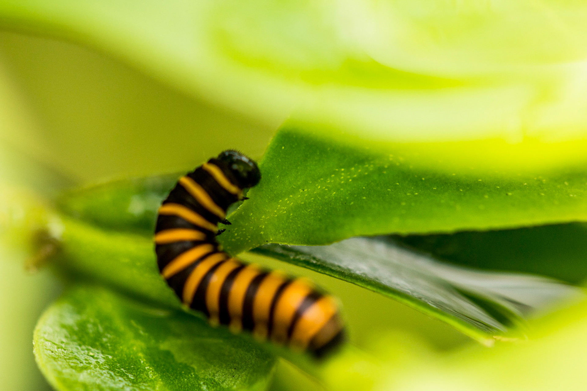um dia já fui sonho
