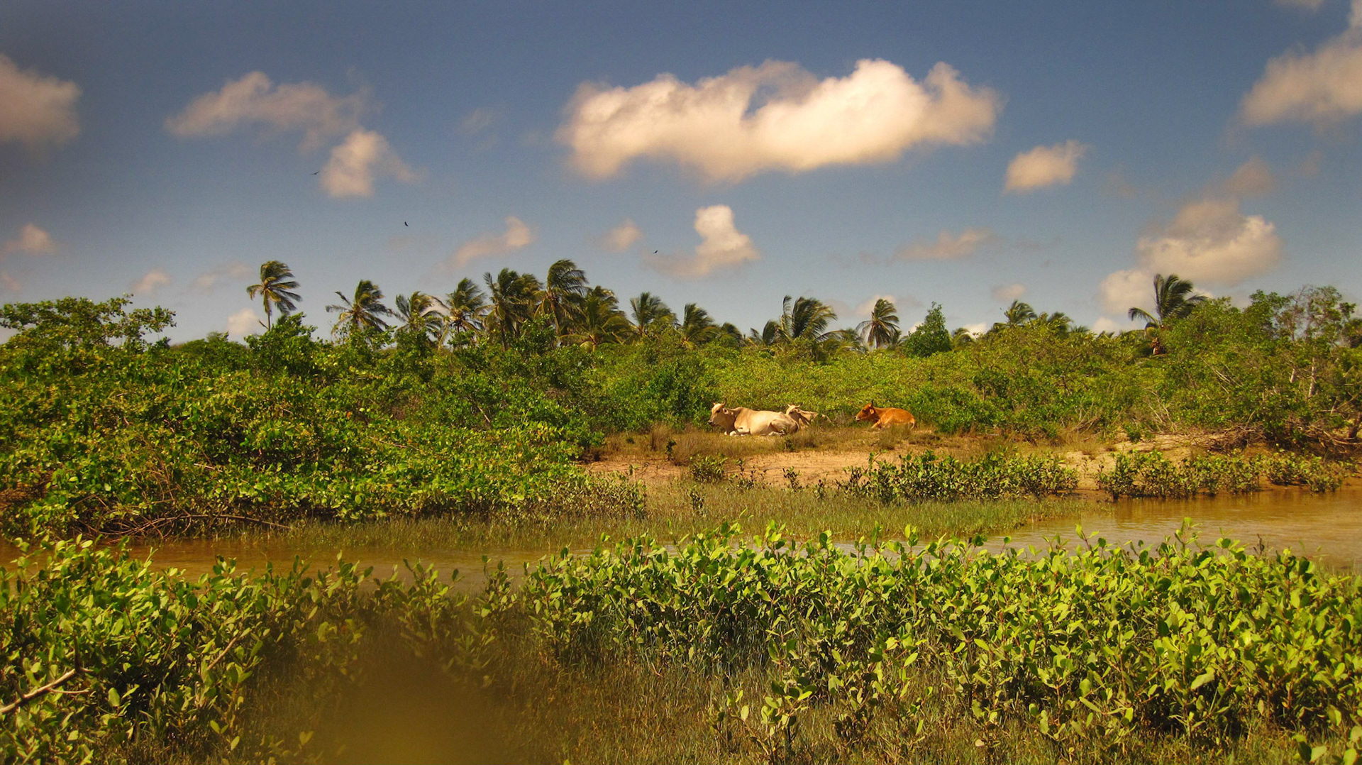 o dia da criação (3)