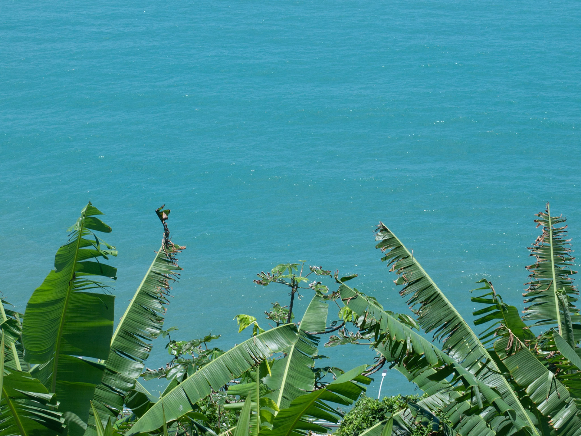 as bananeiras aquáticas 