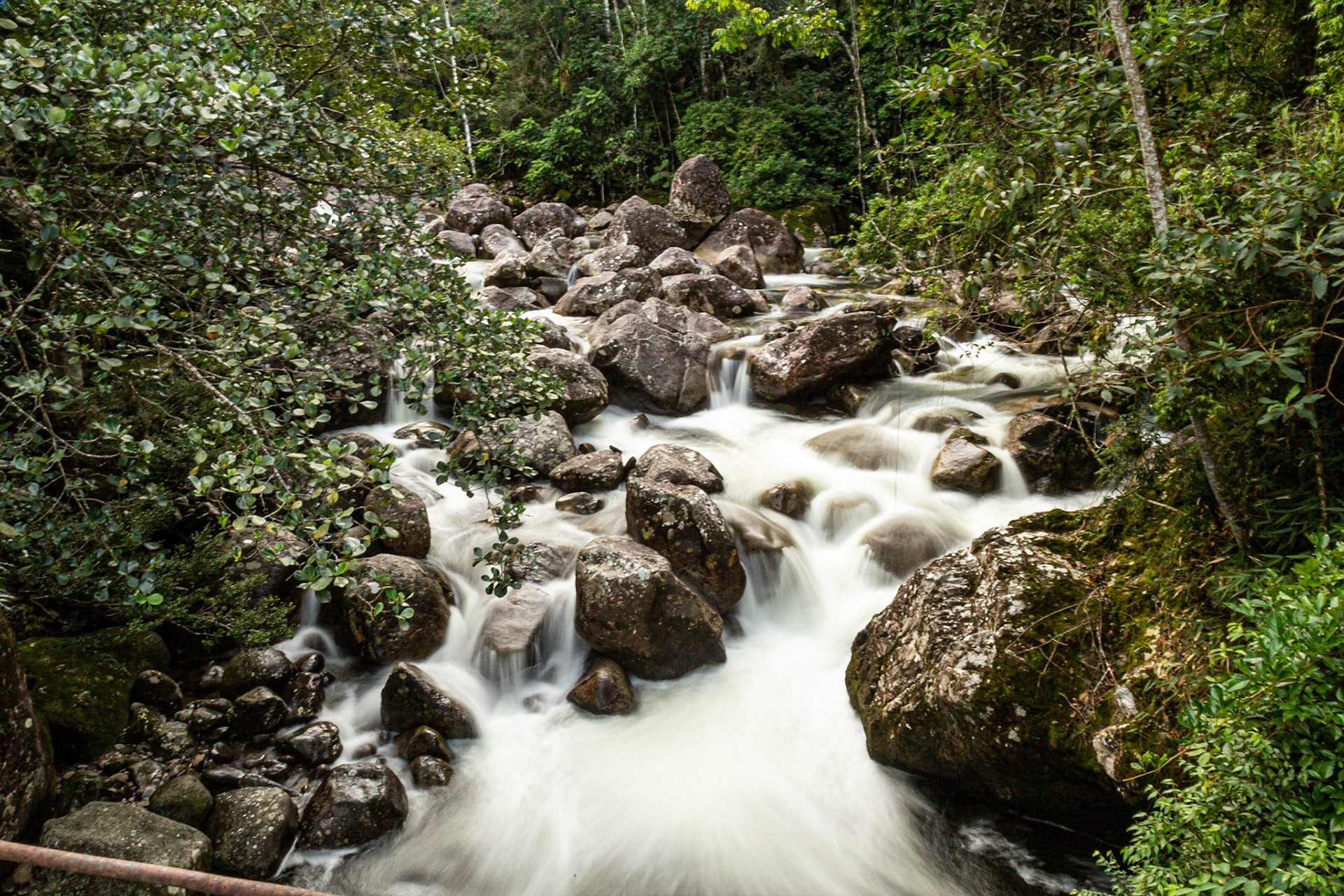 amores feitos de água e verde