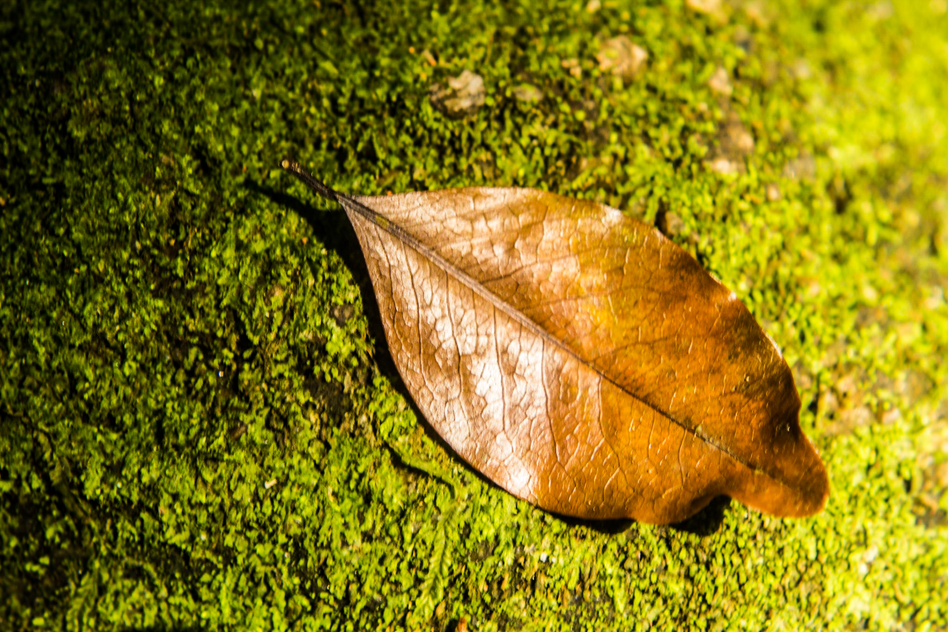 deve ser bonito ser folha 