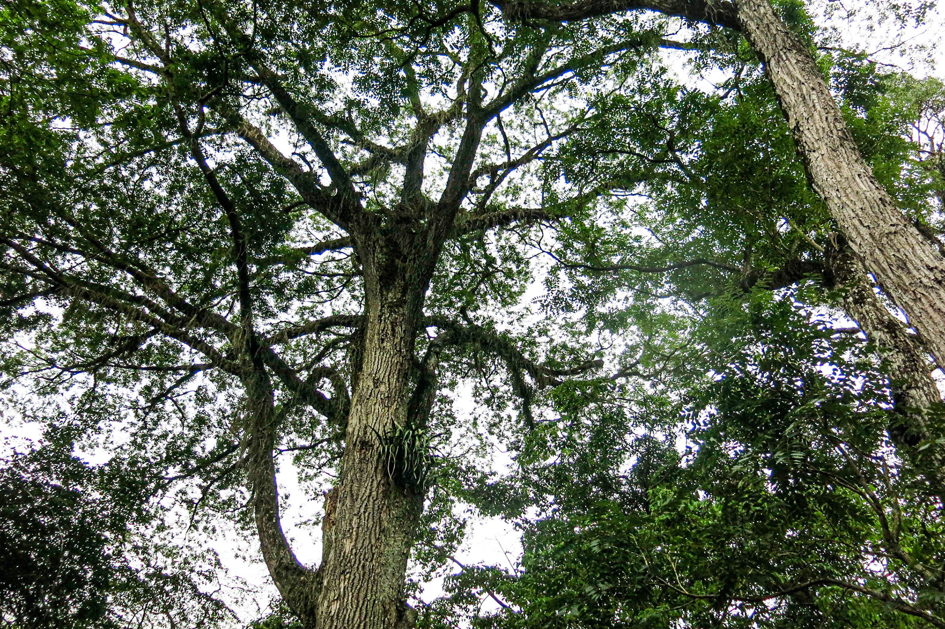 quem te viu quem te vê 