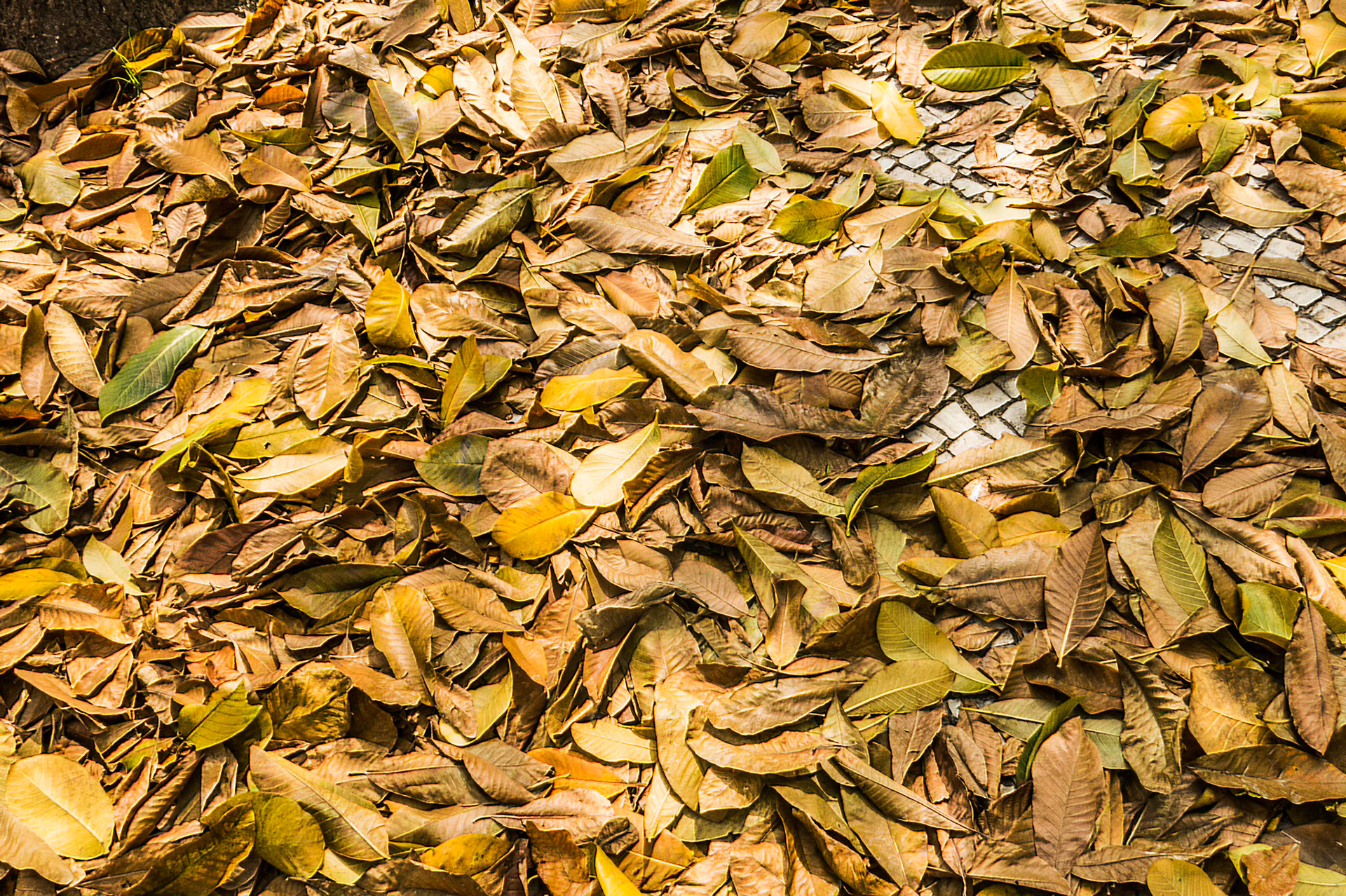 deve ser bonito ser folha 