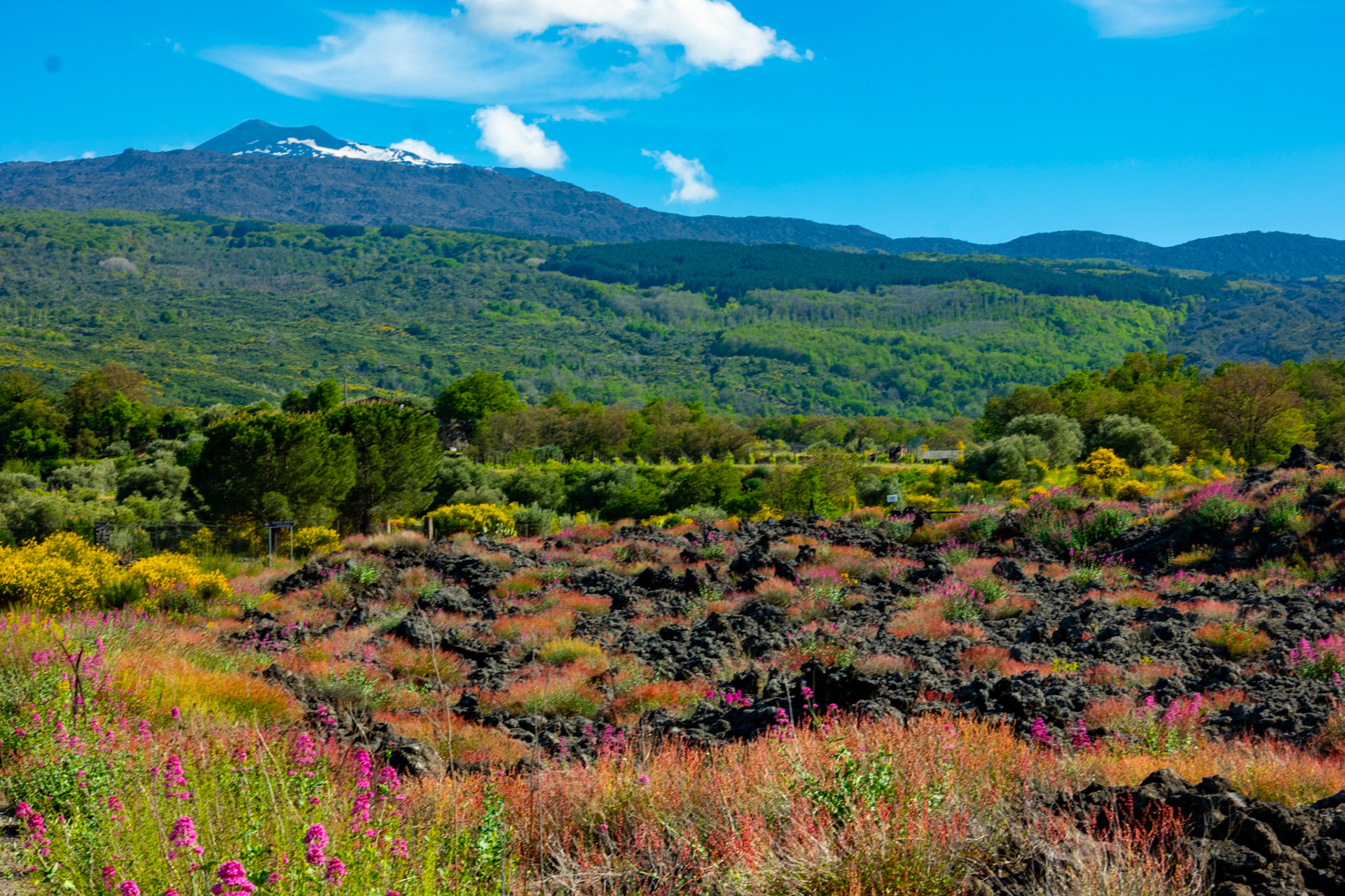 Lava Field, Northern Slope of Mt. Etna