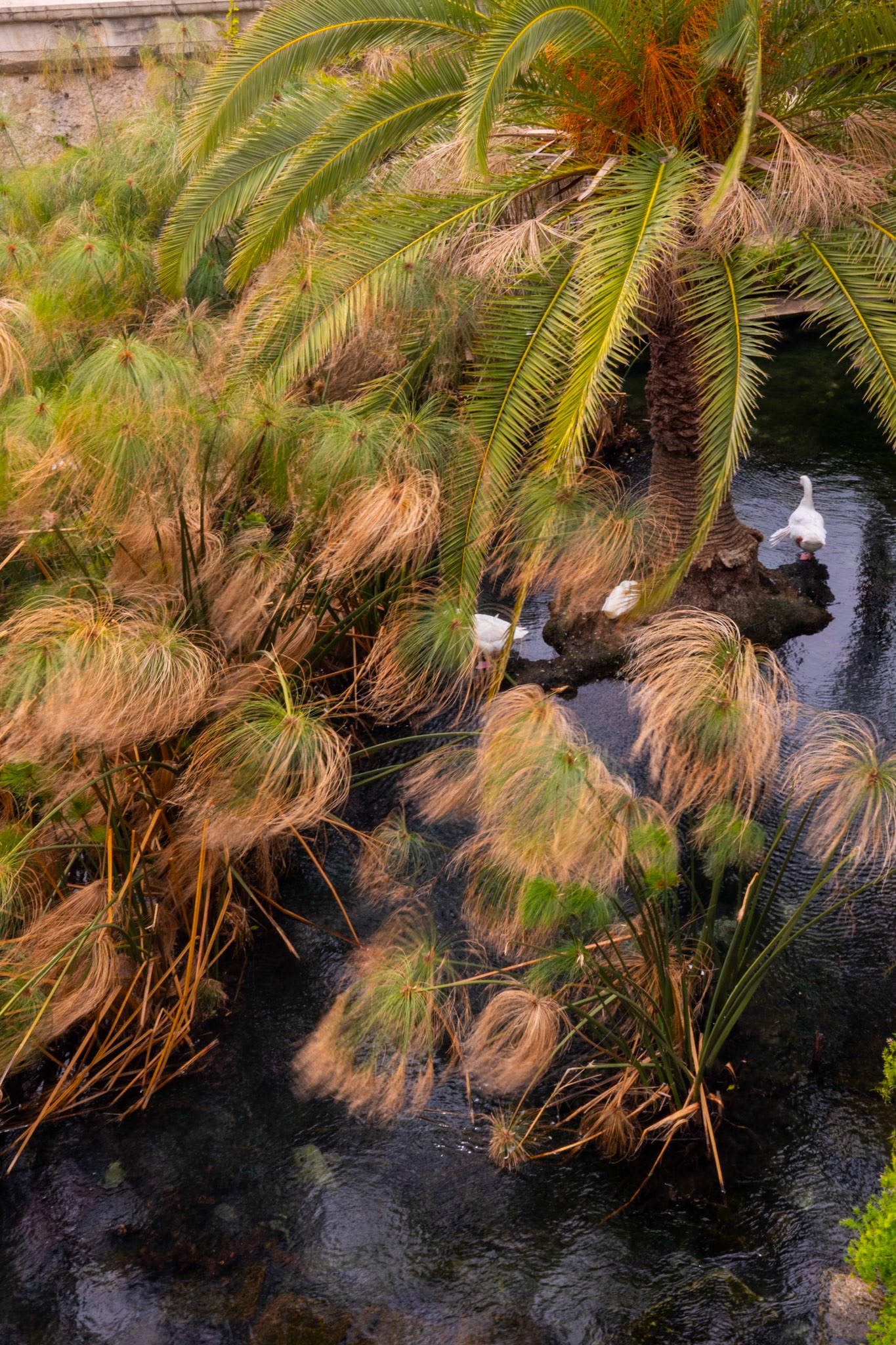 Fonte Aretusa, Ortigia