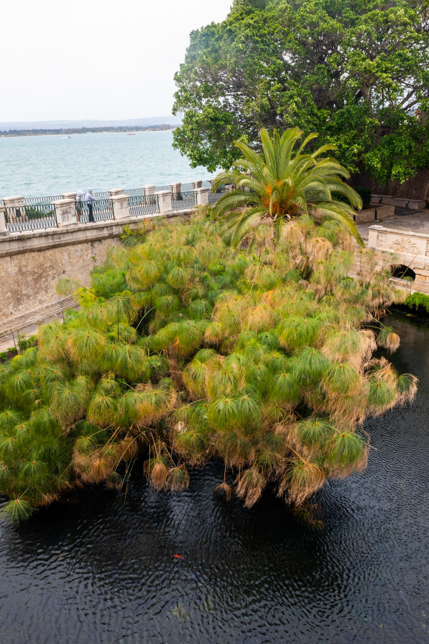 Fonte Aretusa, Siracusa Harbor in Background