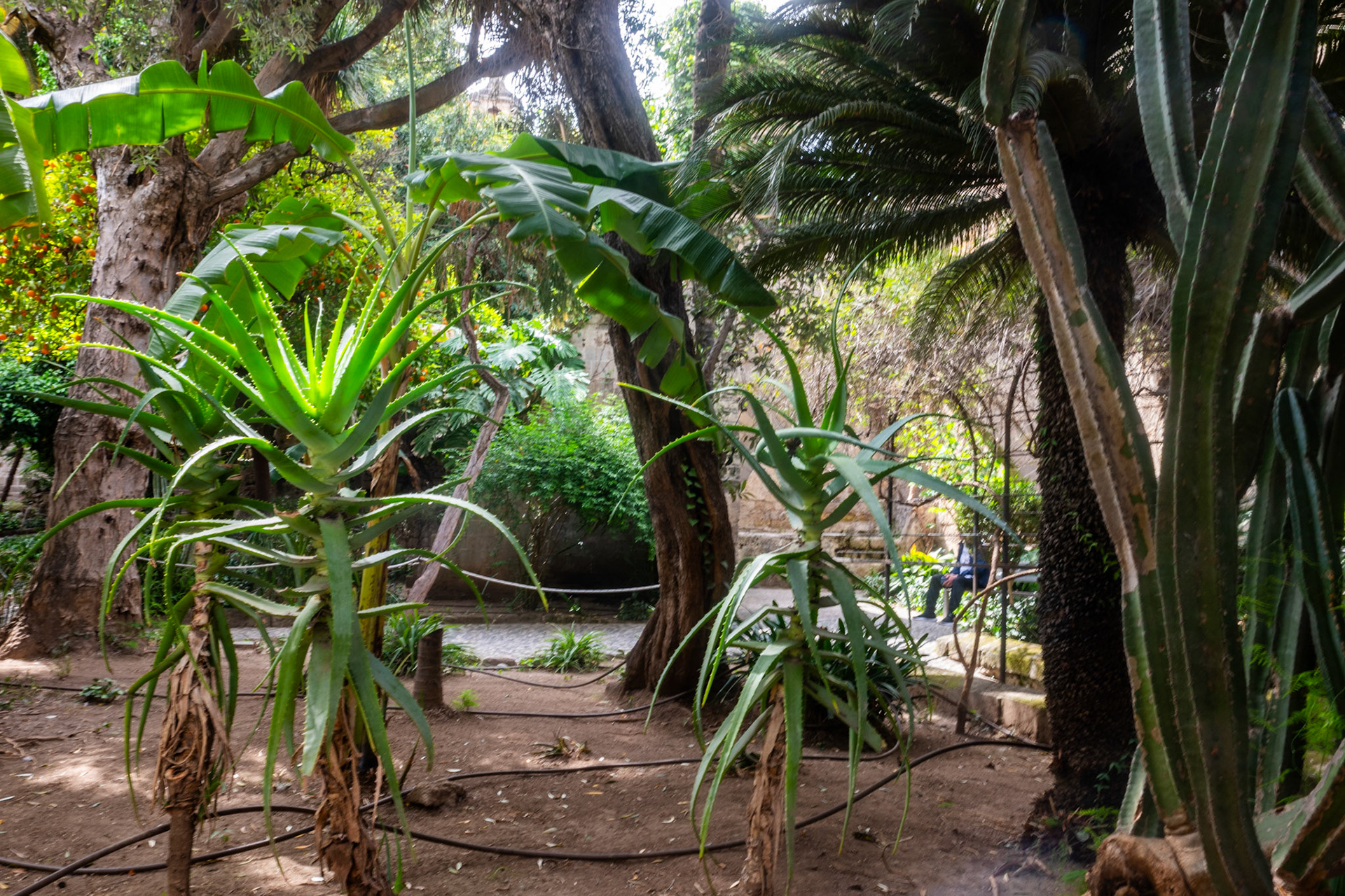Garden, San Giovanni degli Eremiti, Palermo