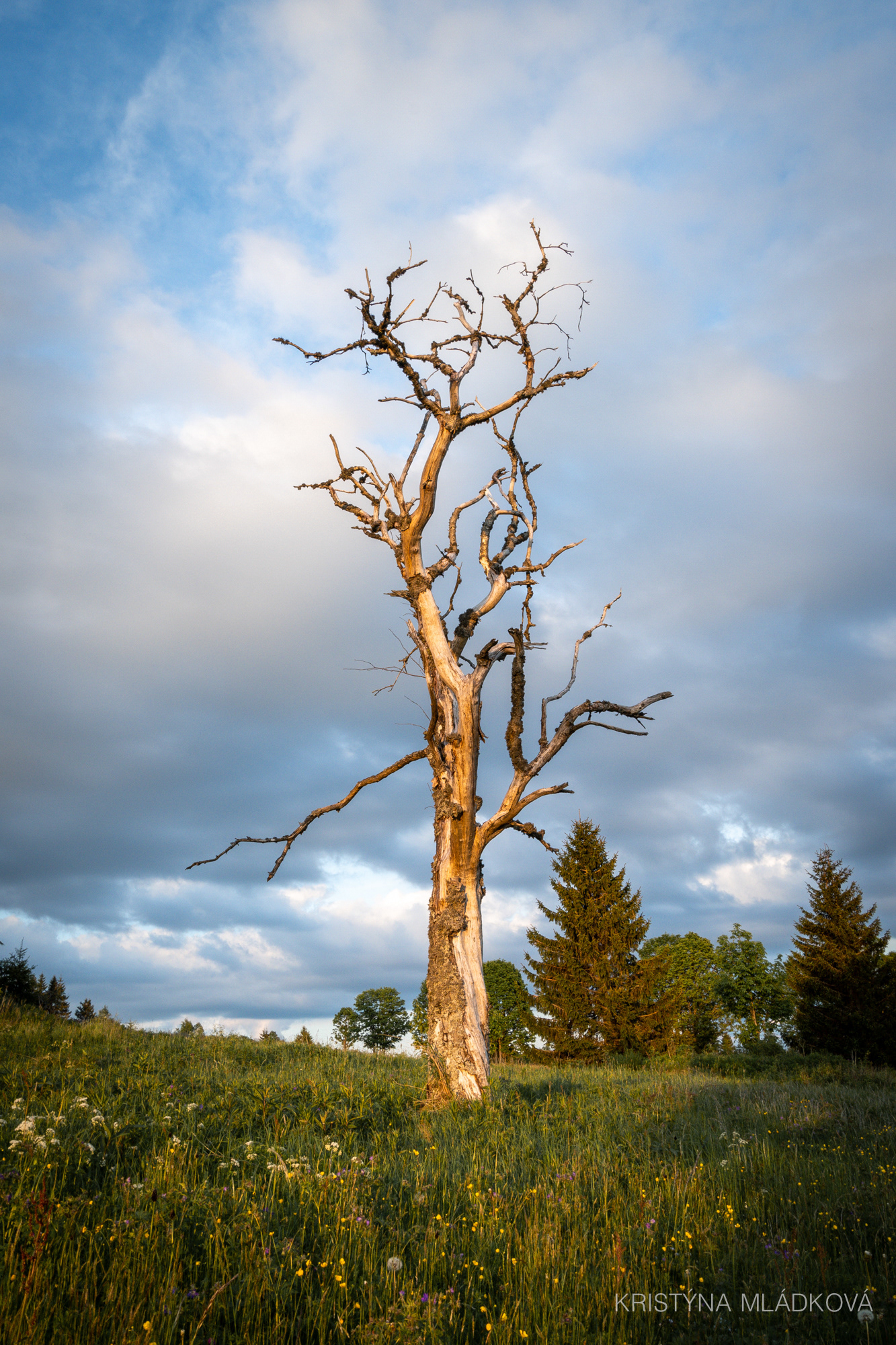 Šumava national park