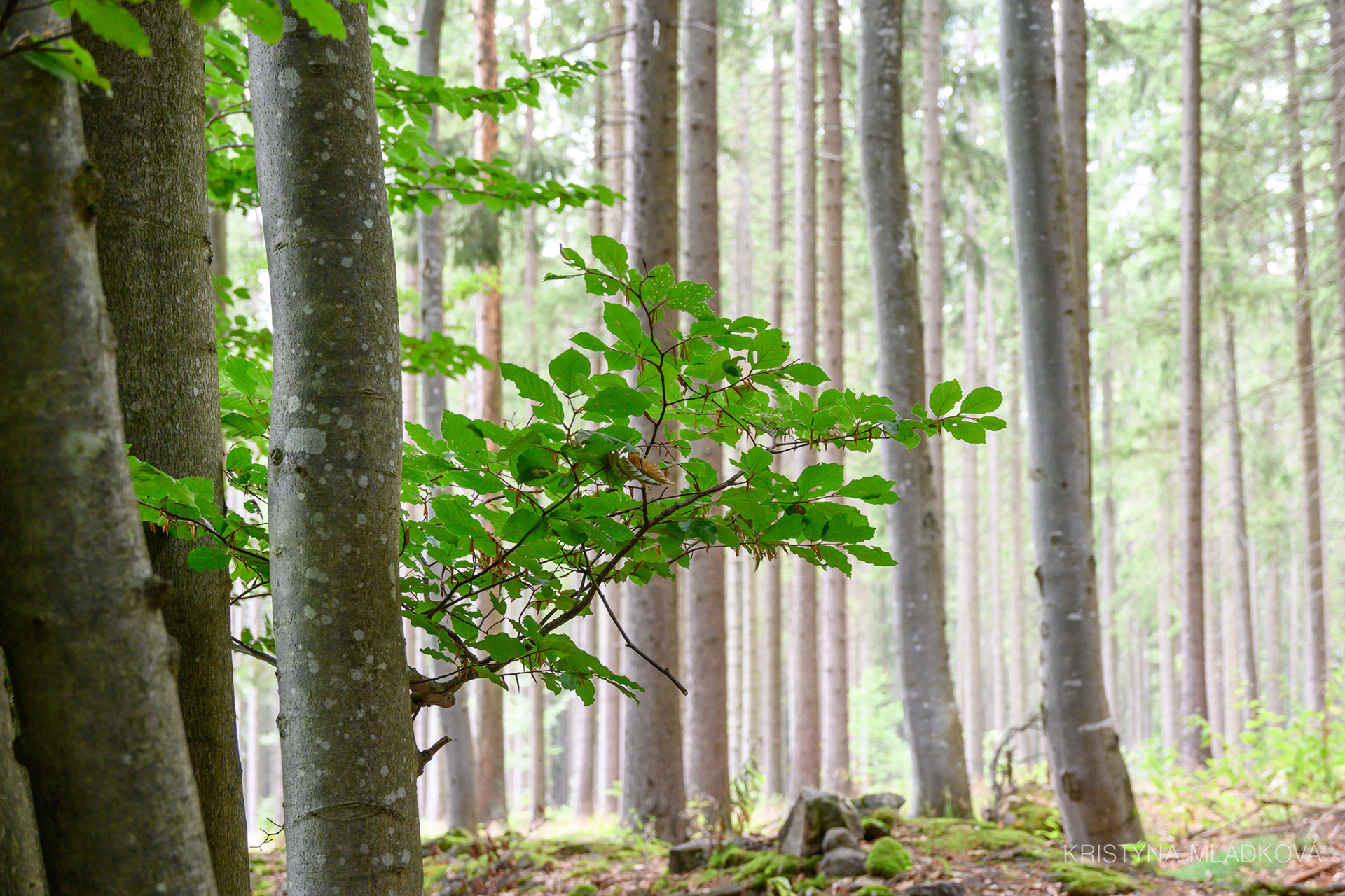 Šumava national park