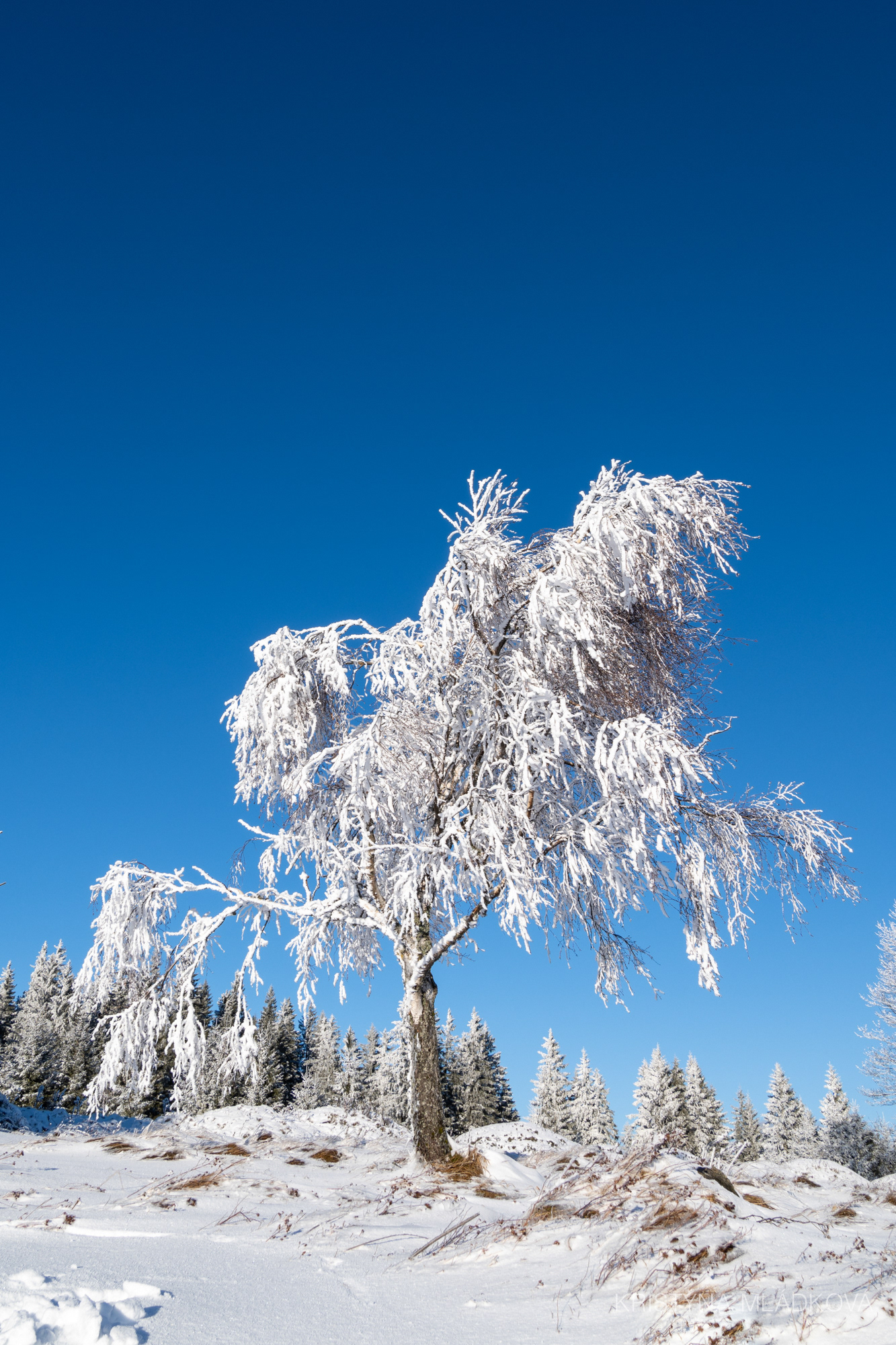 Šumava national park