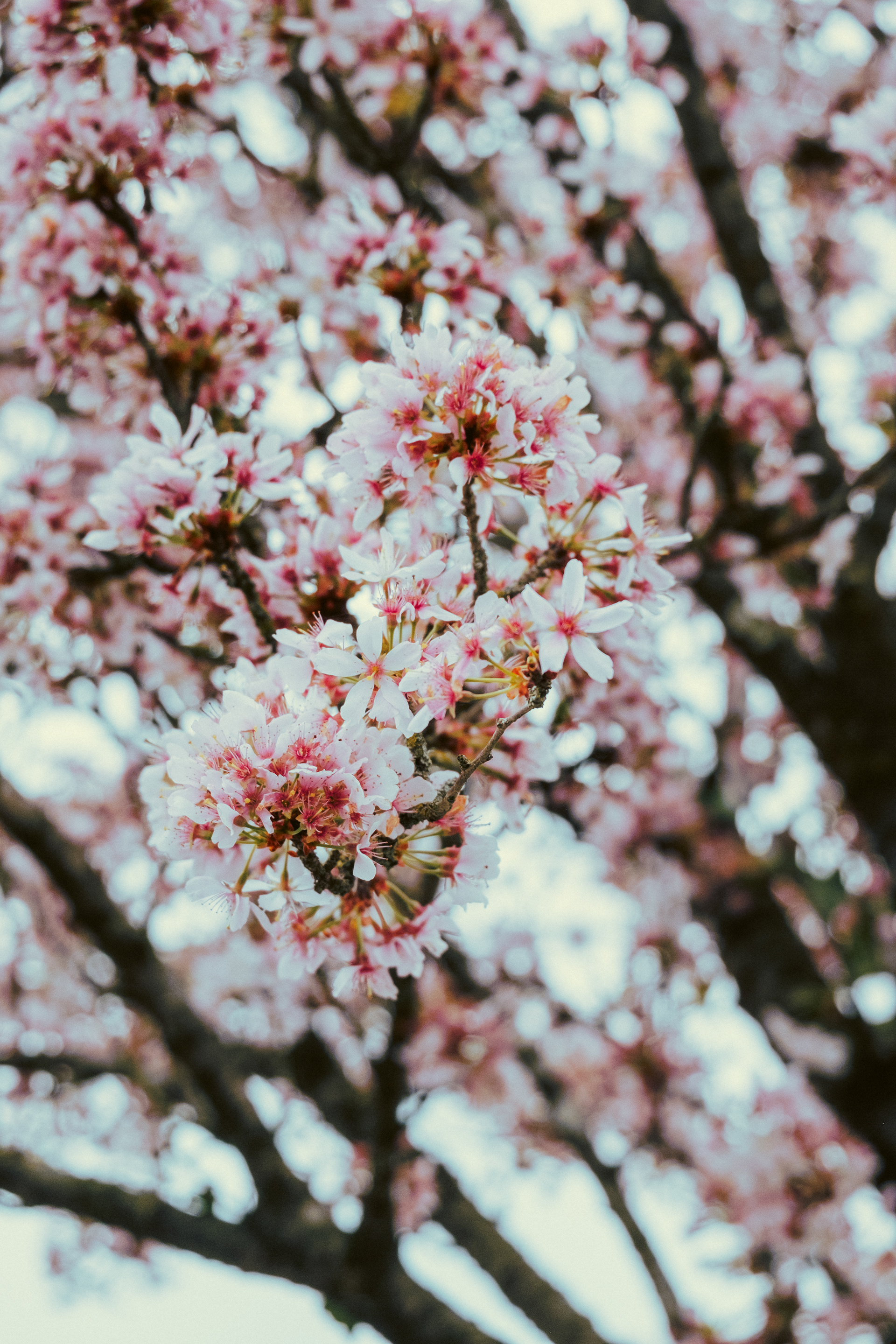 Spring Flowers, Nijmegen 2024