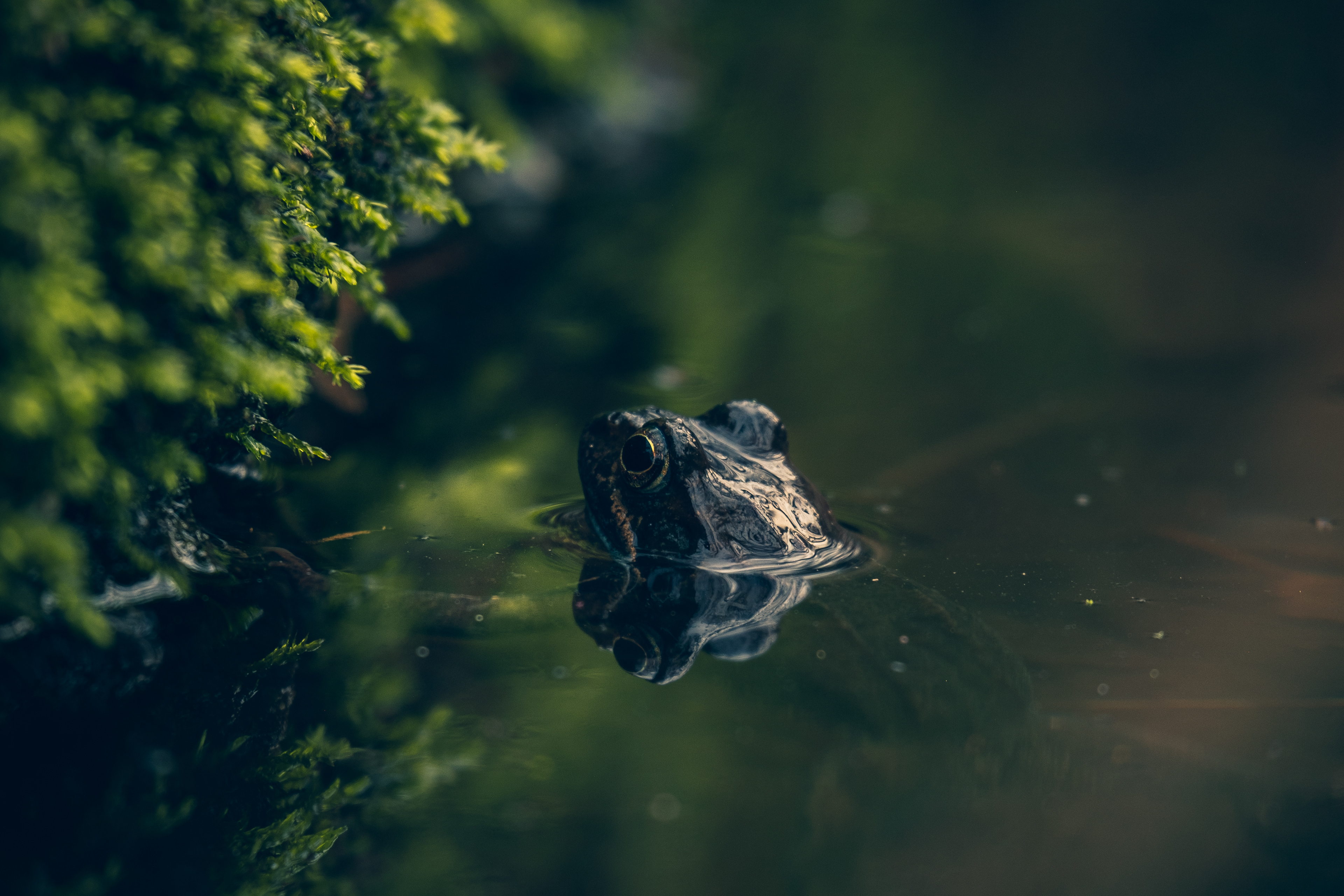 Peaking up, Heilige Landstichting, Netherlands 2023
