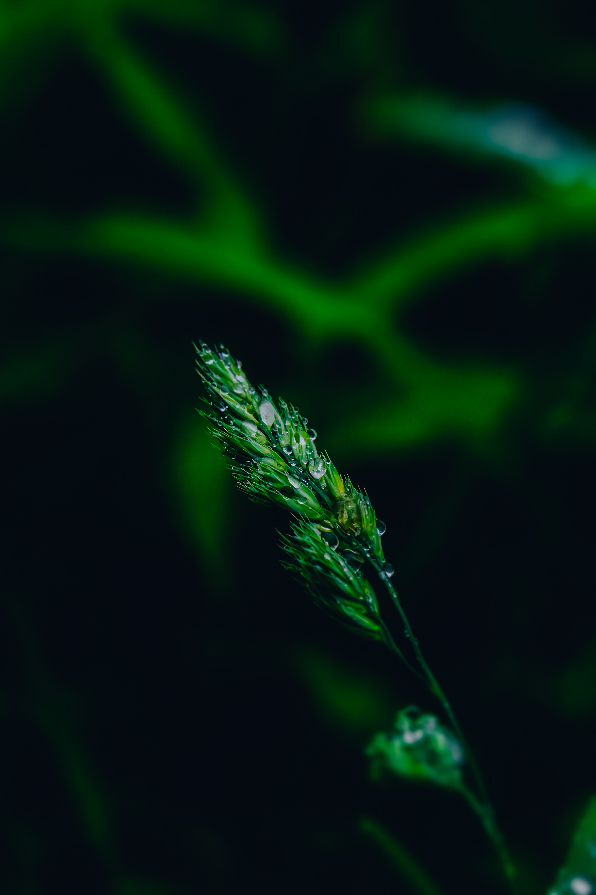 Little droplets, Rotterdam, Netherlands 2023