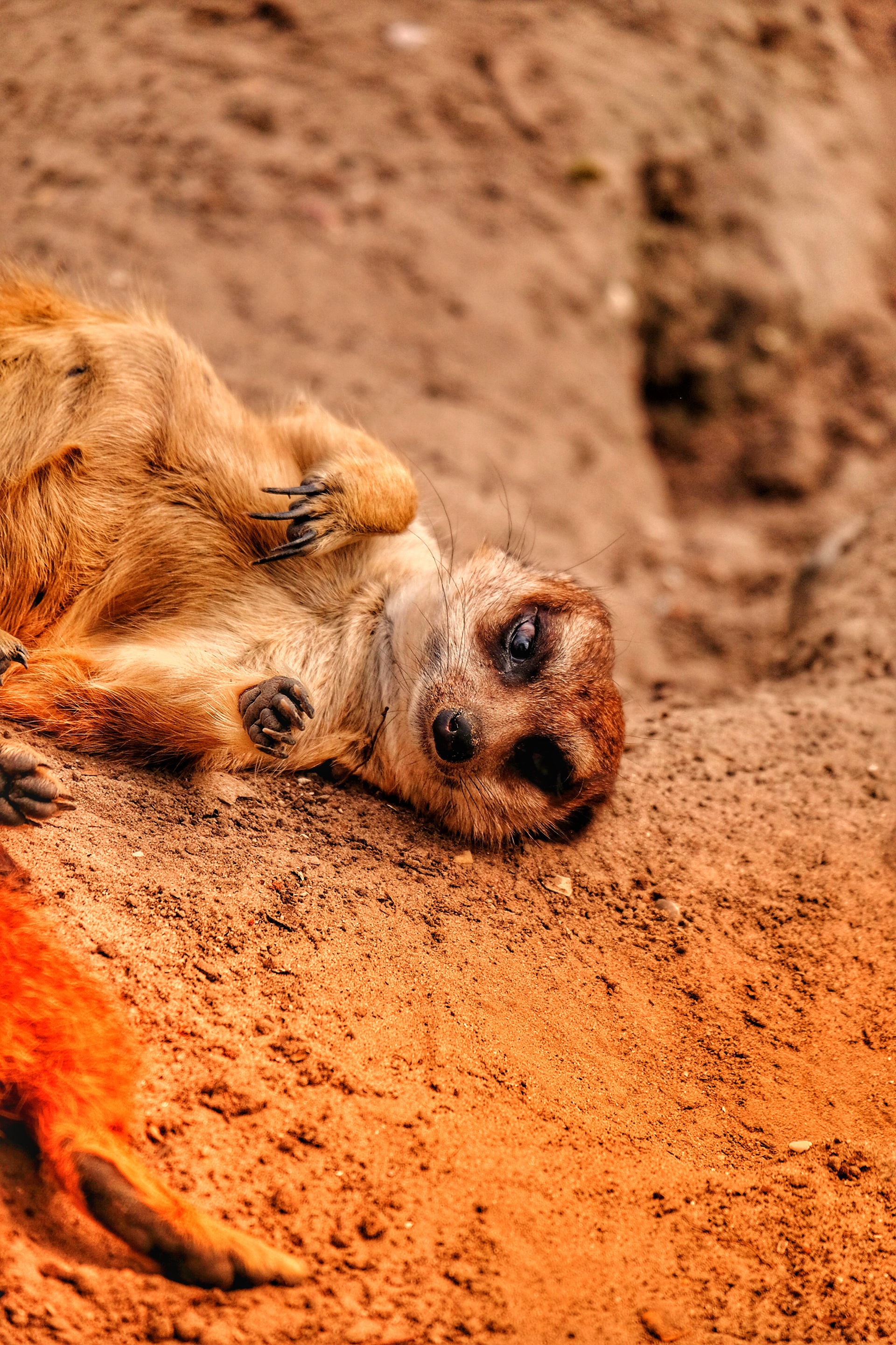 Playing cute,  Hoenderdaell (Animal Park) Netherlands 2023