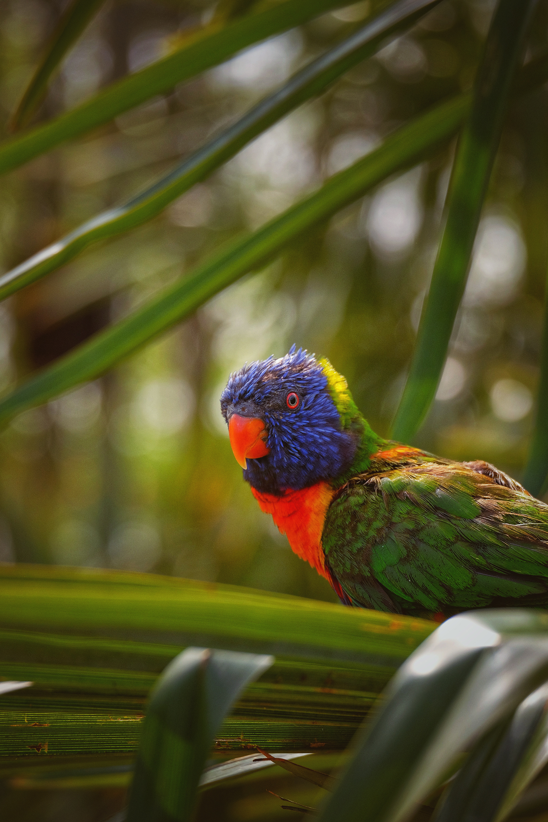 Curious bird, Hoenderdaell (Animal Park) Netherlands 2023