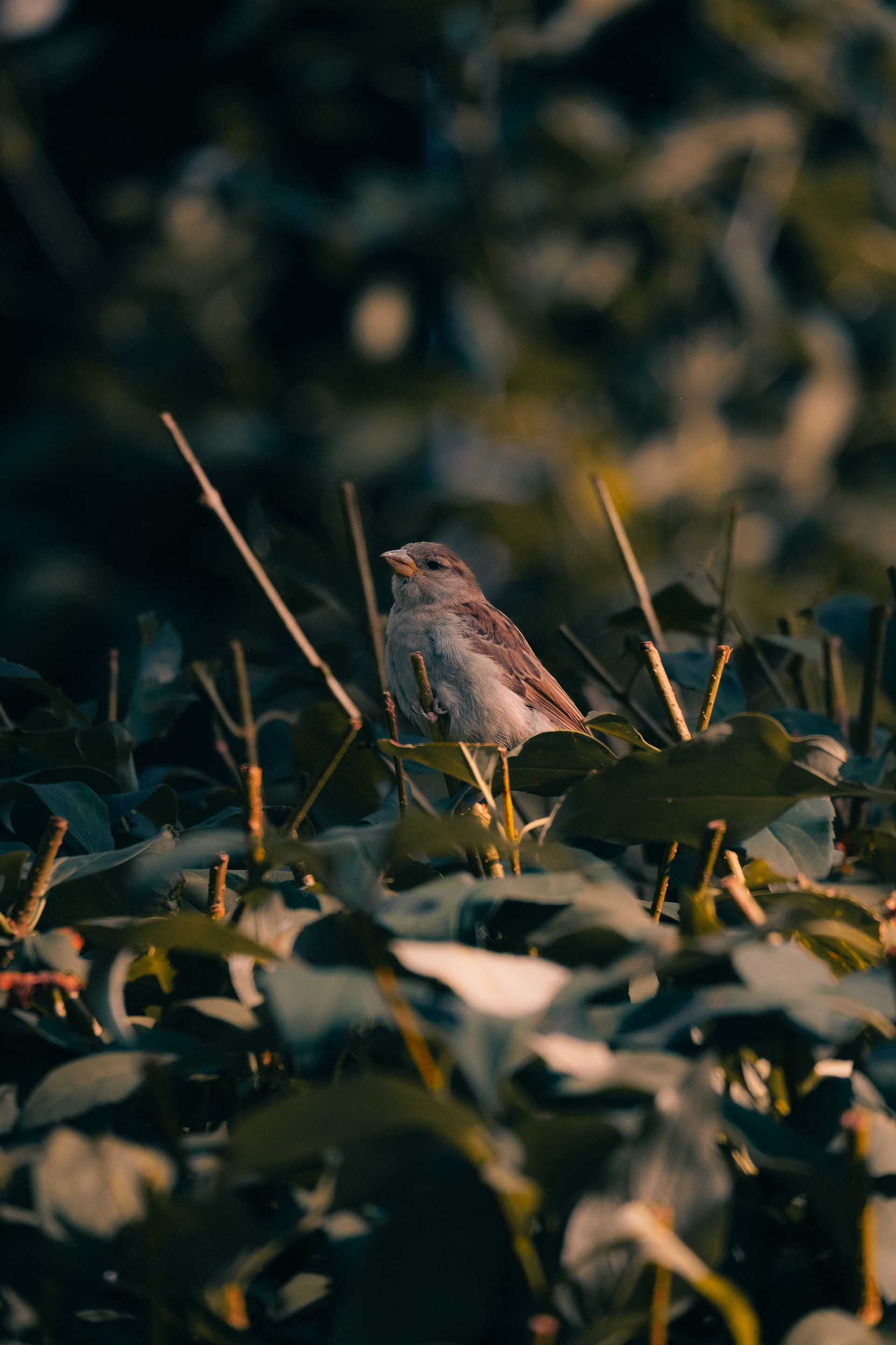 Little sparrow, Prague, Czech Republic