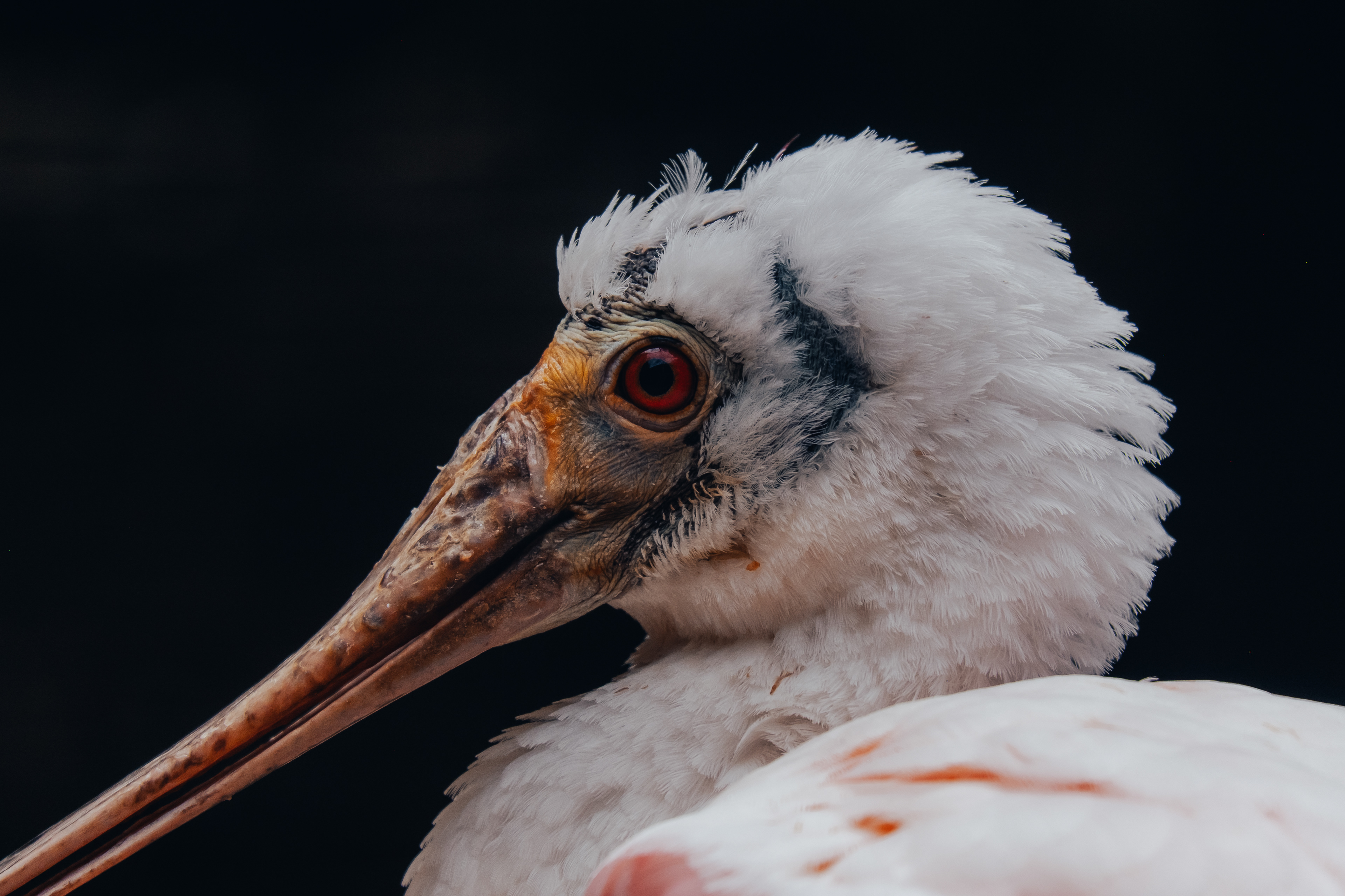 Side profile of a water bird, Prague, Czech Republic