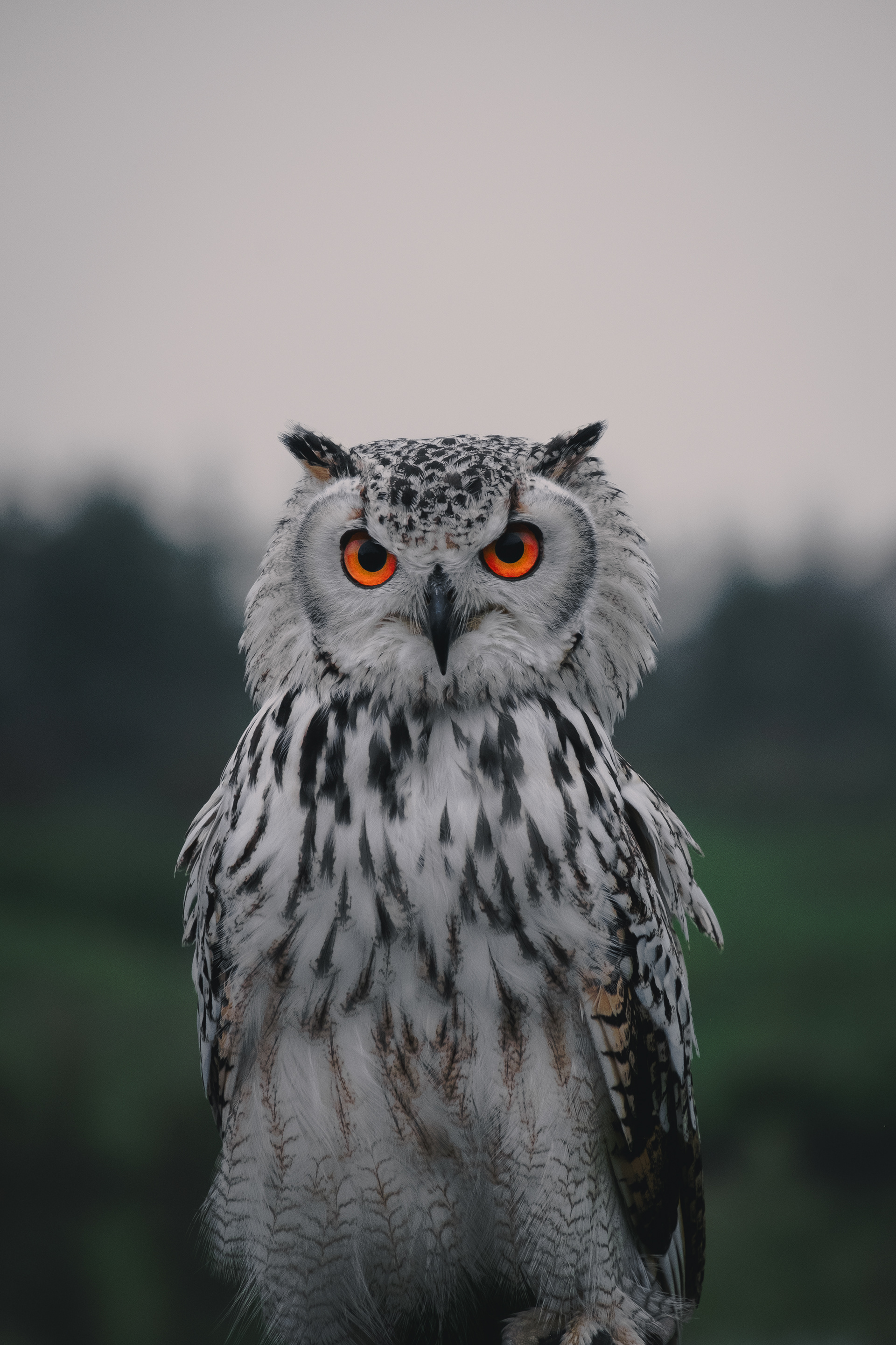 Beautiful owl with dark red eyes, Bird farm near Rotterdam, Netherlands 2023