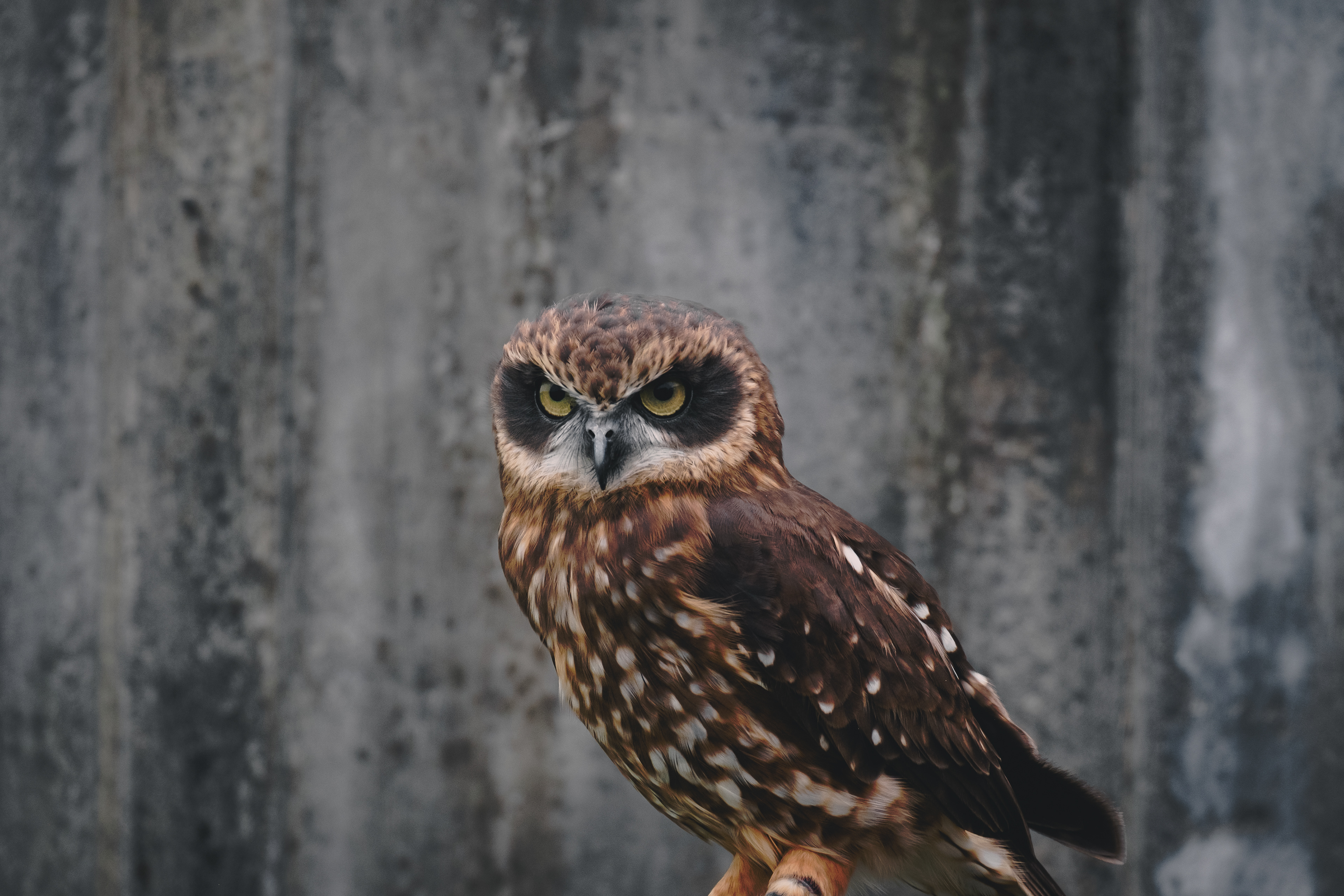 Not amused, Bird farm near Rotterdam, Netherlands 2023