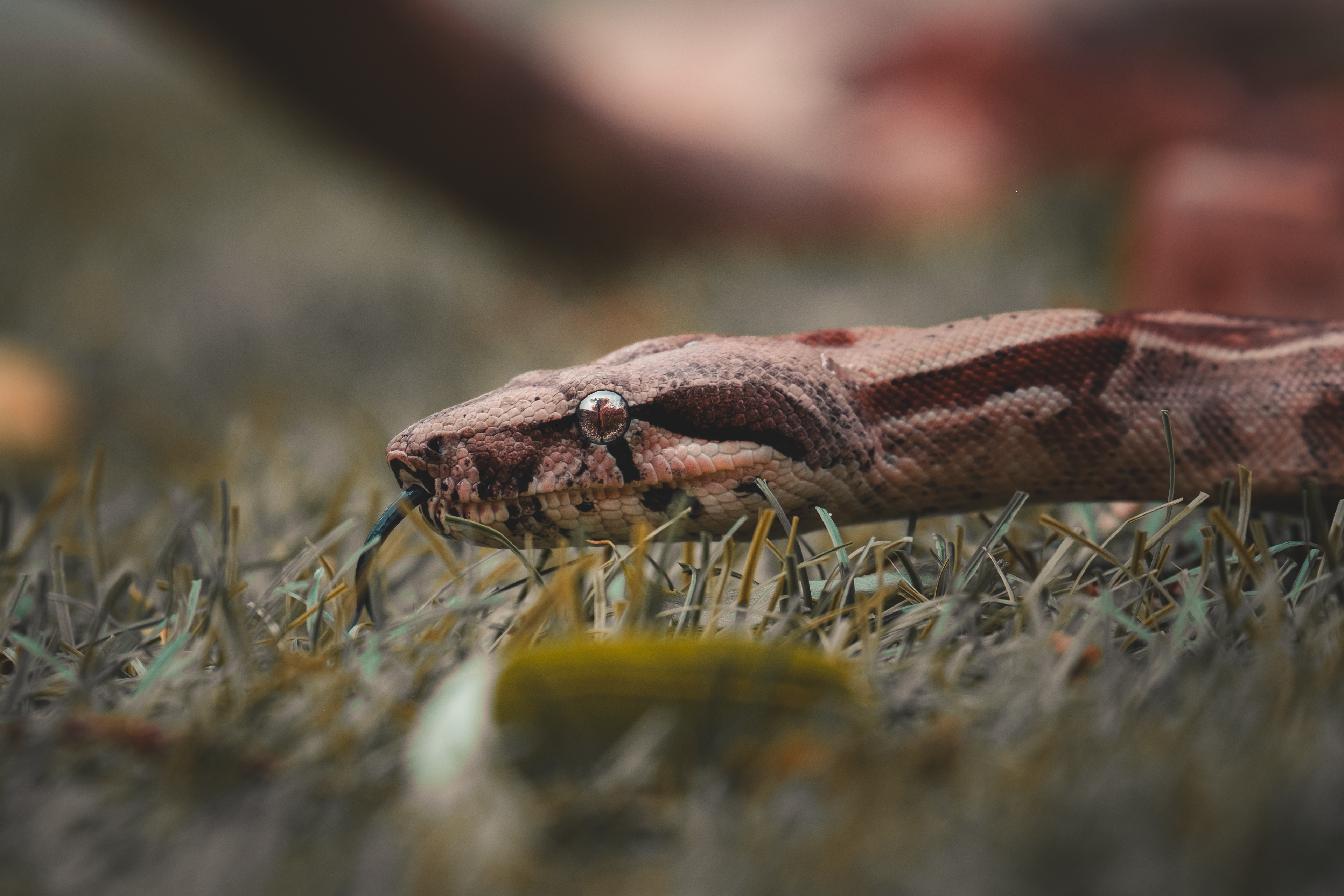 Beautiful snake from a friend, Ebbe (Owner) Netherlands 2023