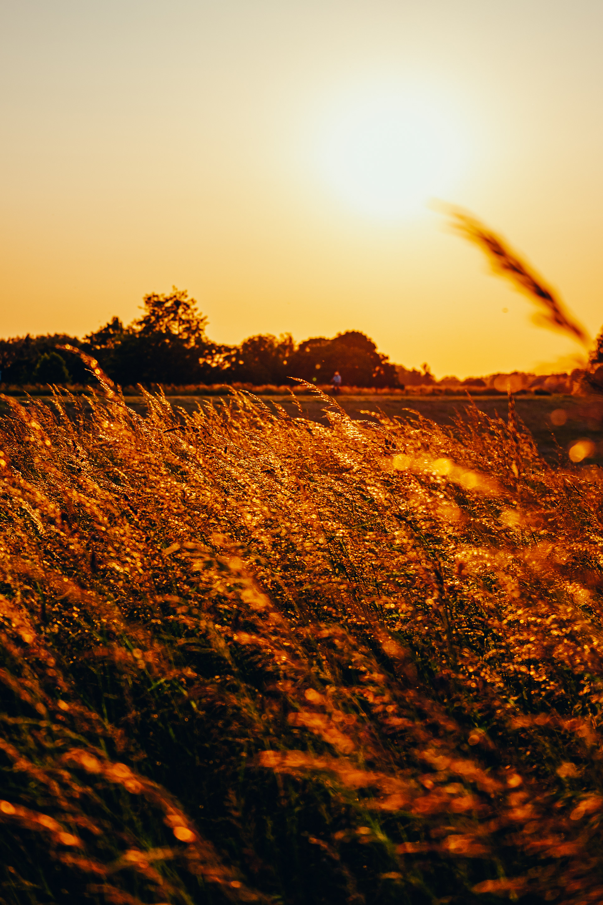 Wind blazing through the fields, Nijmegen Harbour, Netherlands 2023