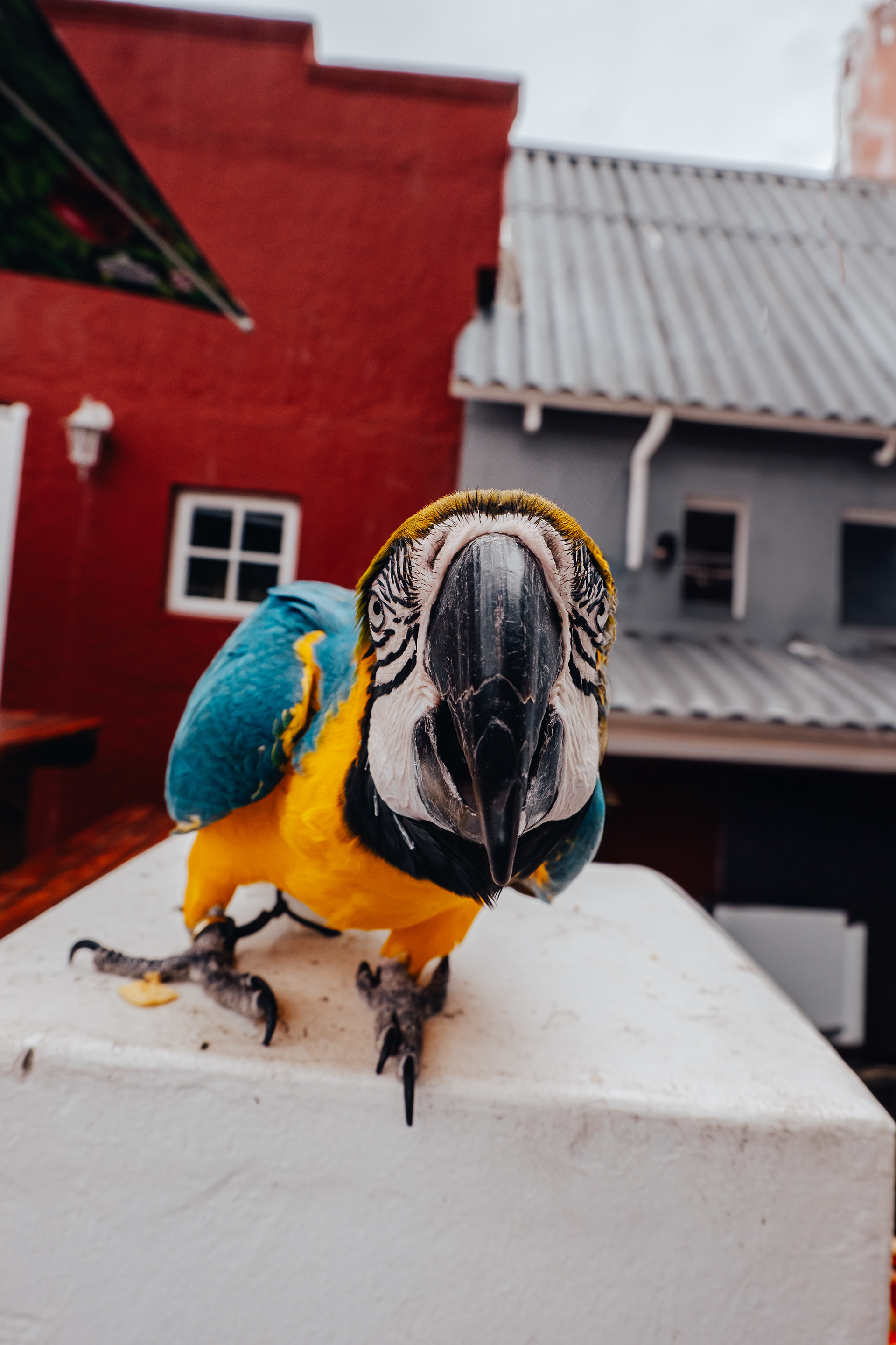 Posing for the camera, Tsitsikamma park, South Africa 2023