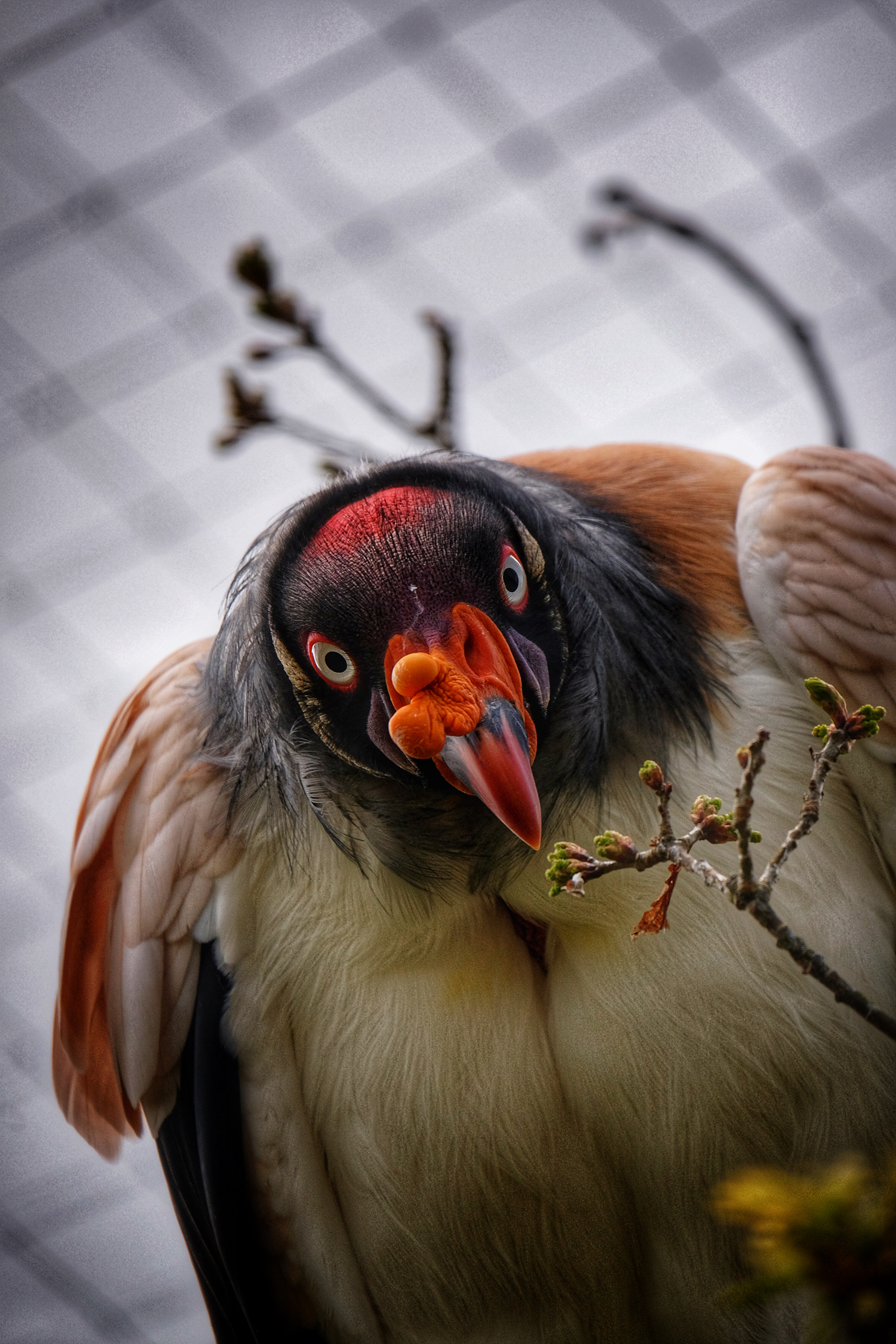 Looking at me? Hoenderdaell (Animal Park) Netherlands 2023
