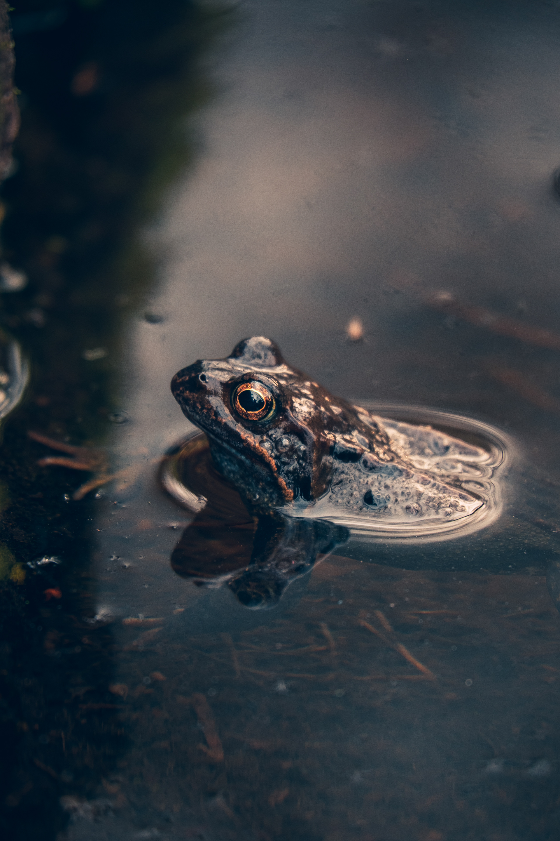 Frog coming out of the water, Heilige Landstichting, Netherlands 2023