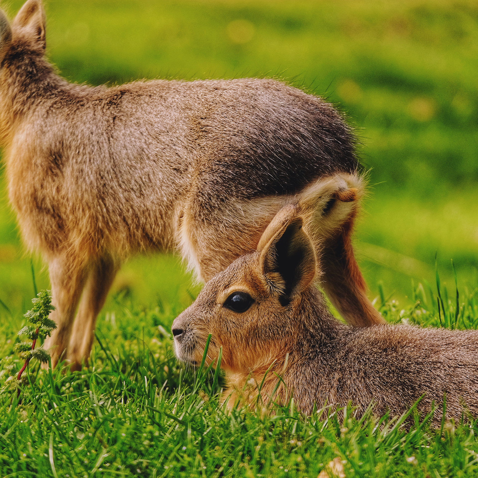 Laying peacefully in the grass, Hoenderdaell (Animal Park) Netherlands 2023